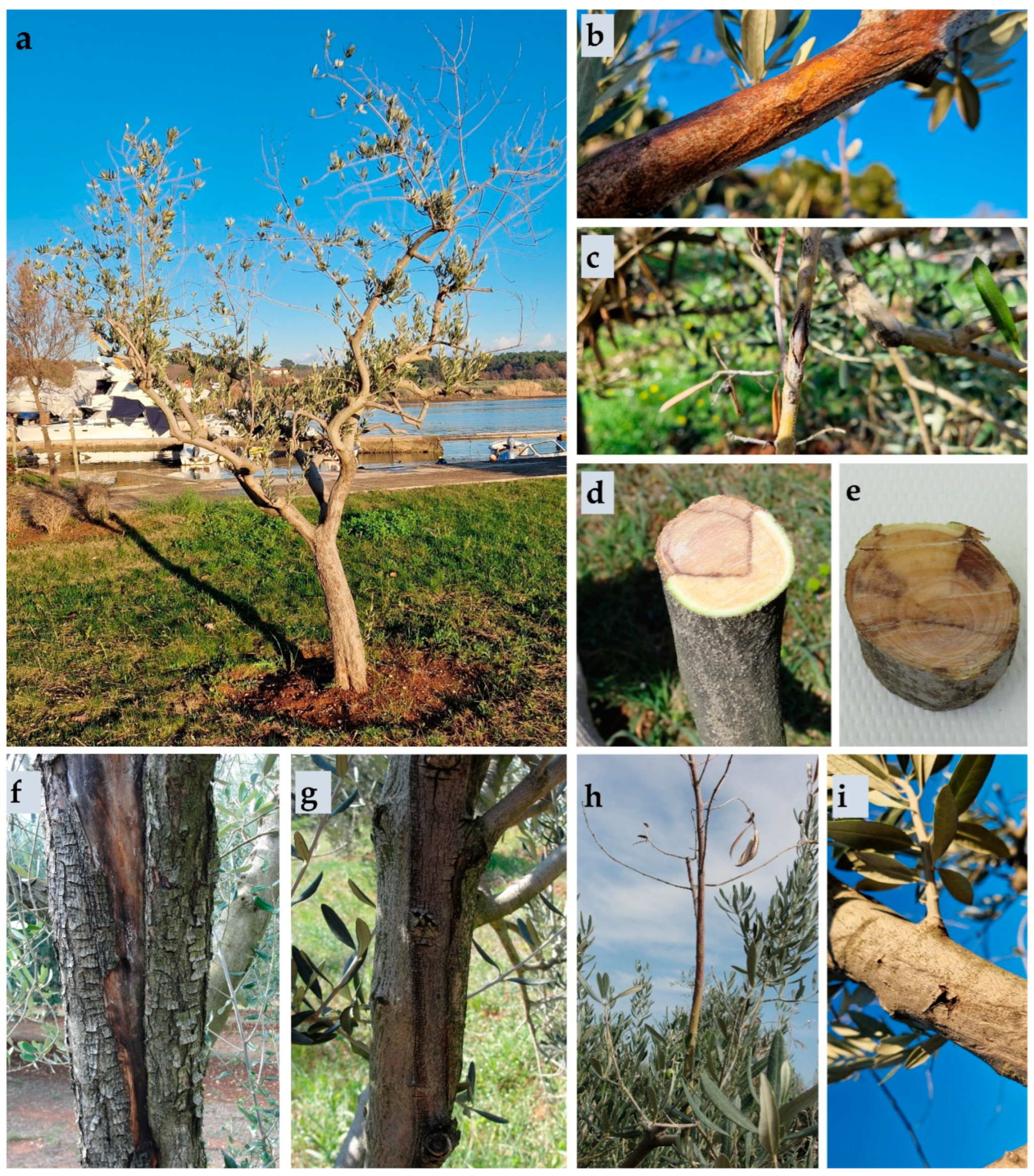 Plants 13 01813 g001