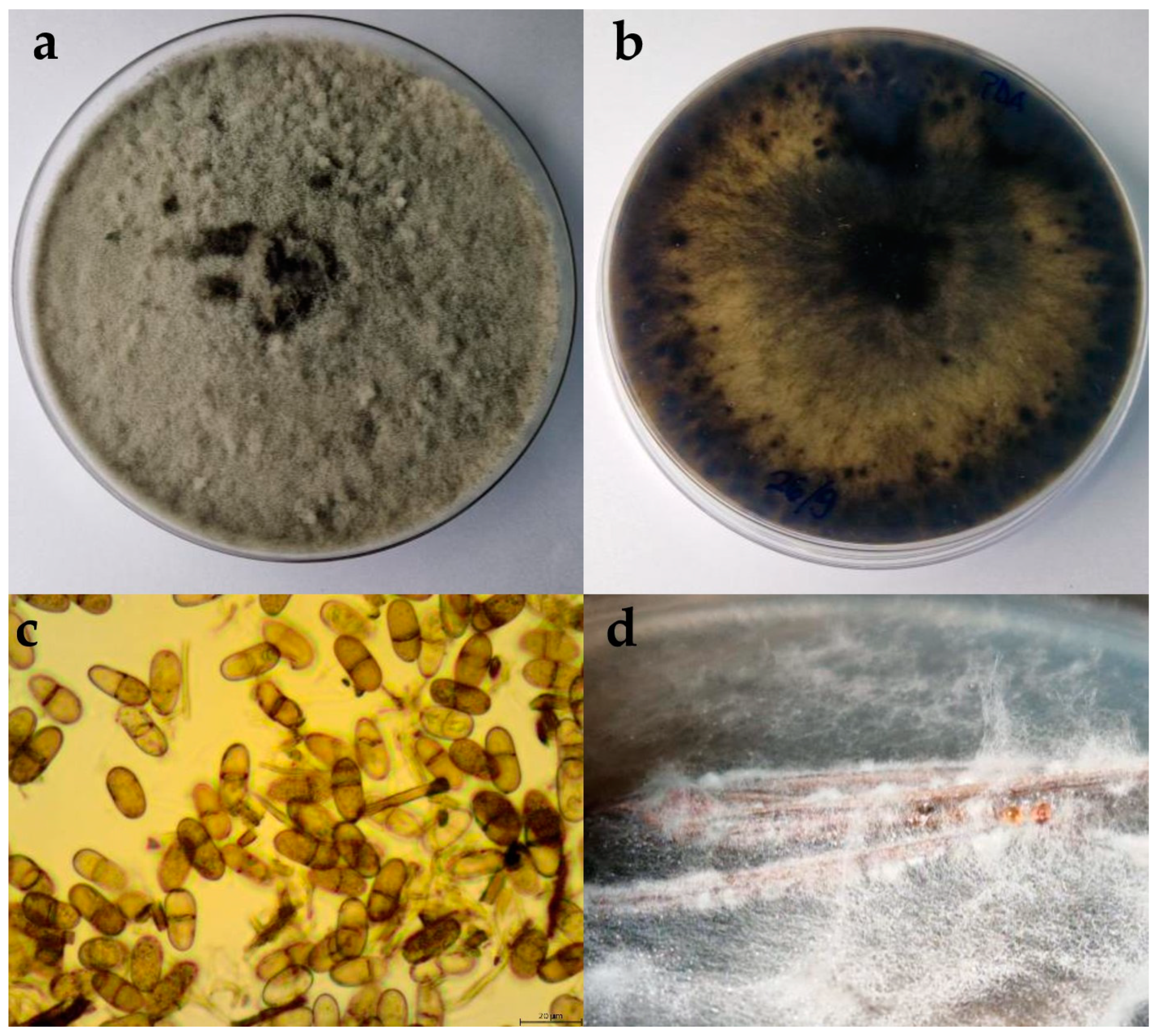 Plants 13 01813 g003