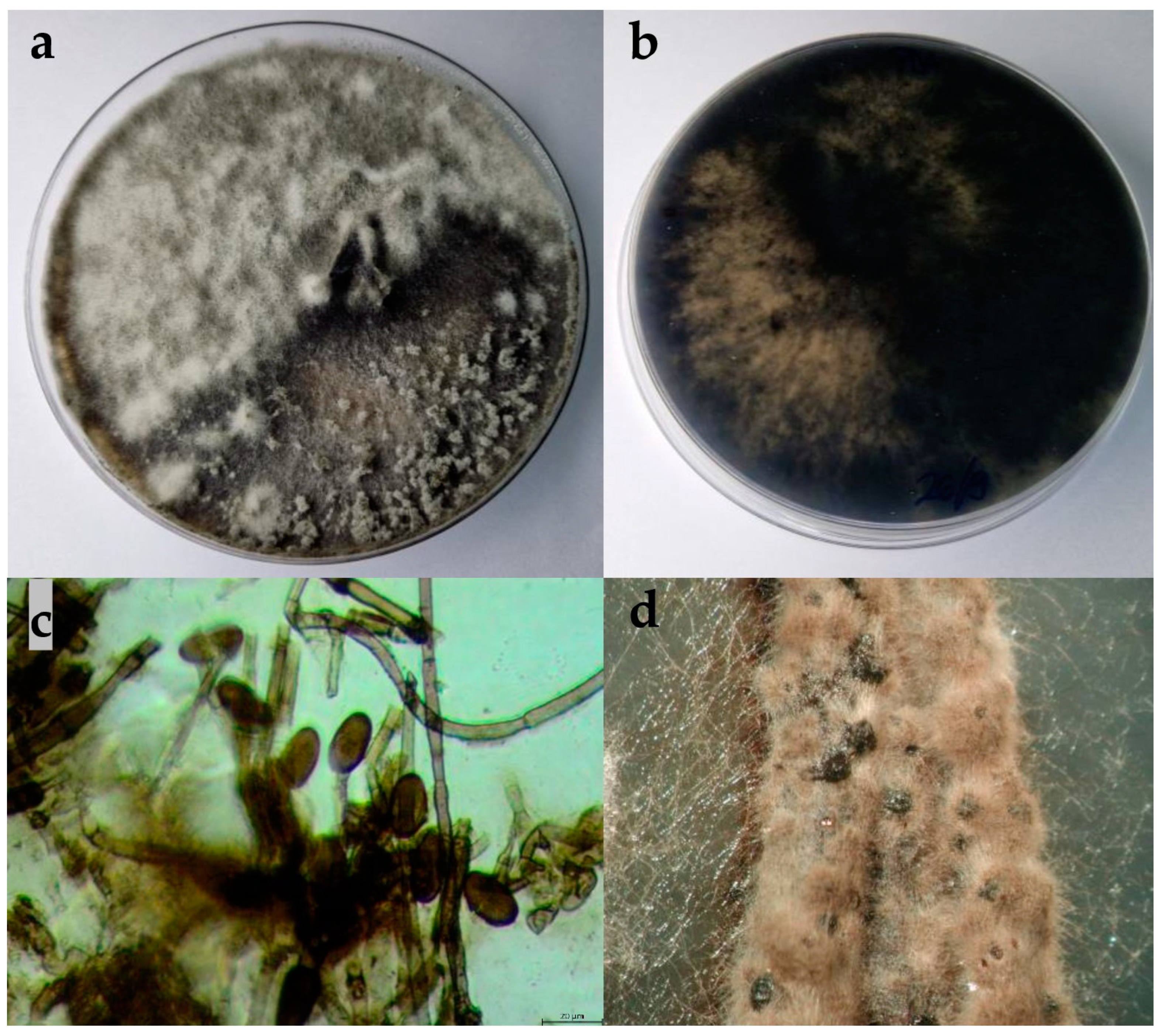 Plants 13 01813 g004