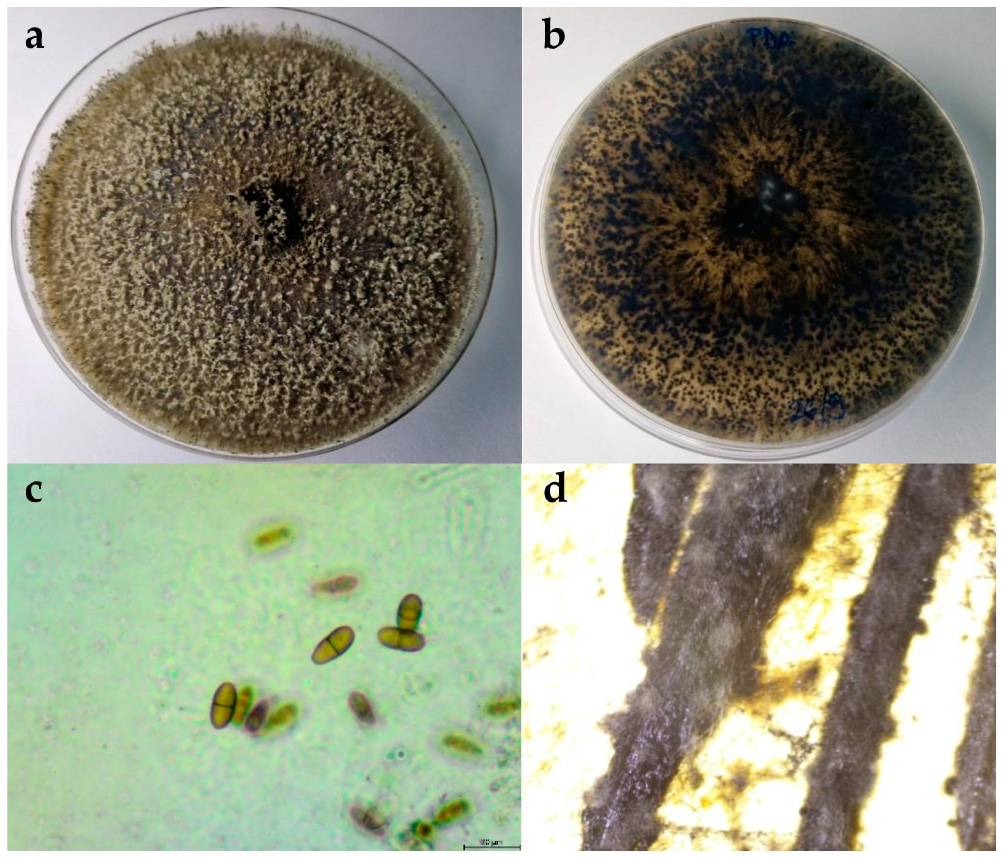 Plants 13 01813 g005