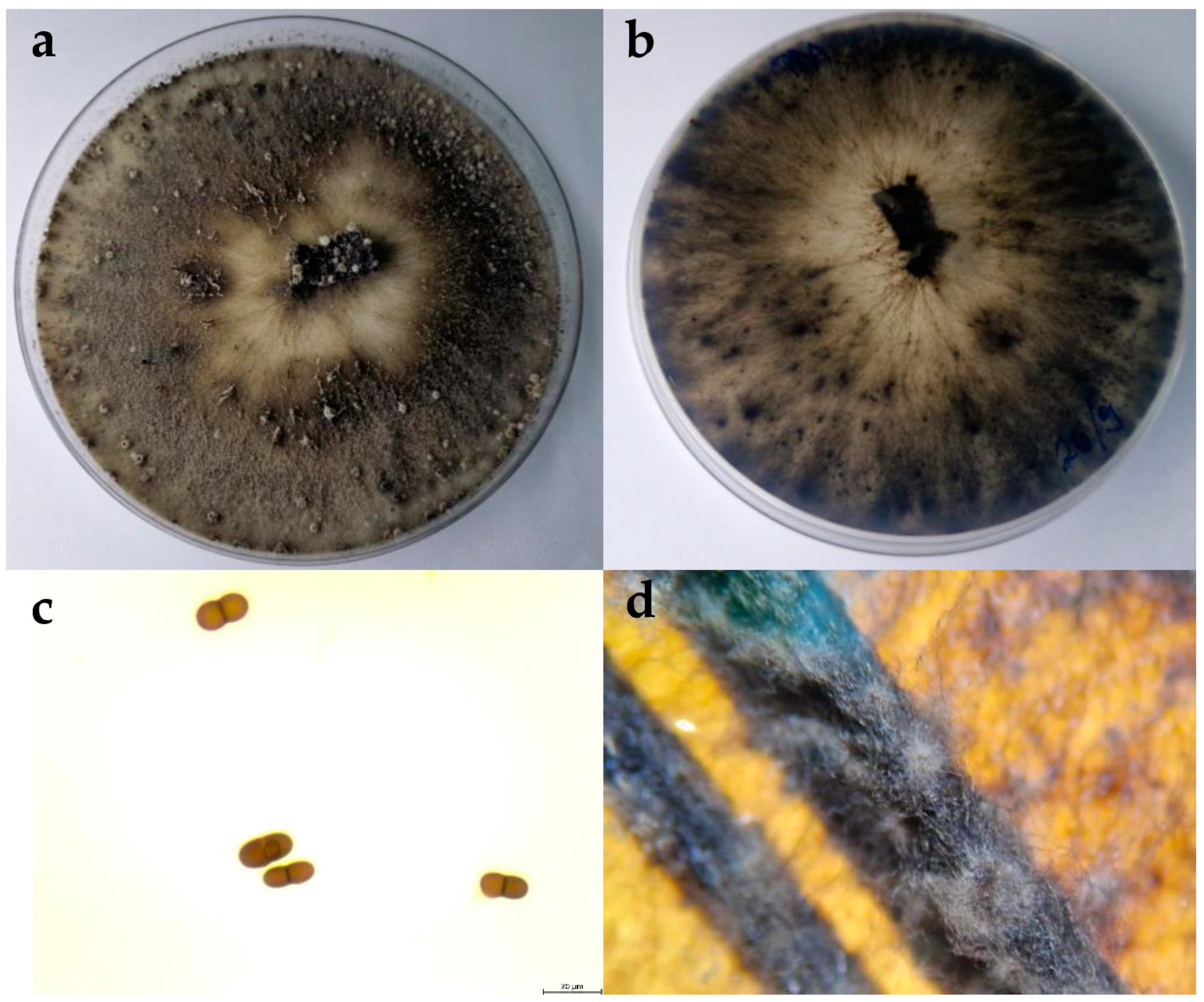 Plants 13 01813 g006