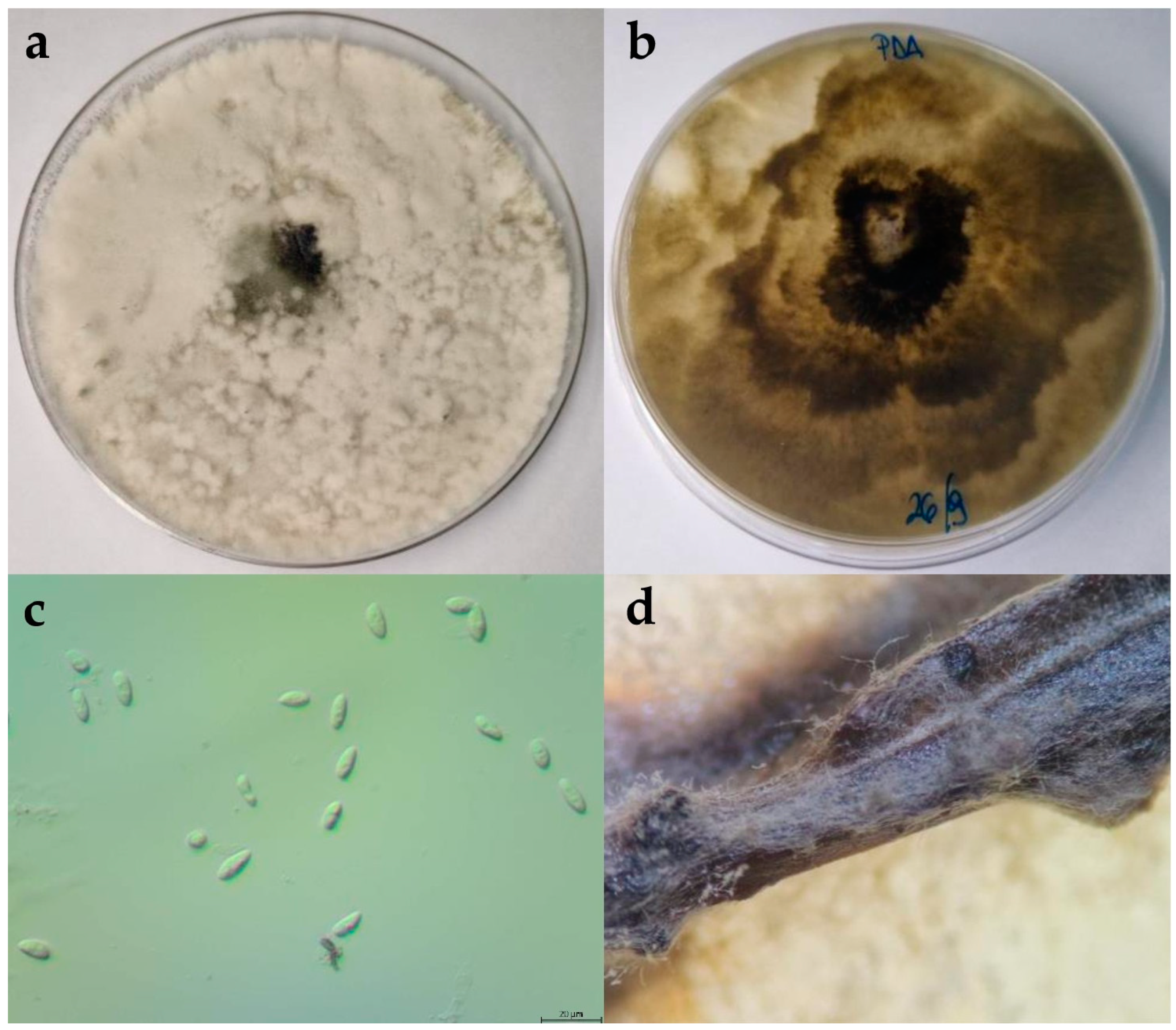 Plants 13 01813 g007