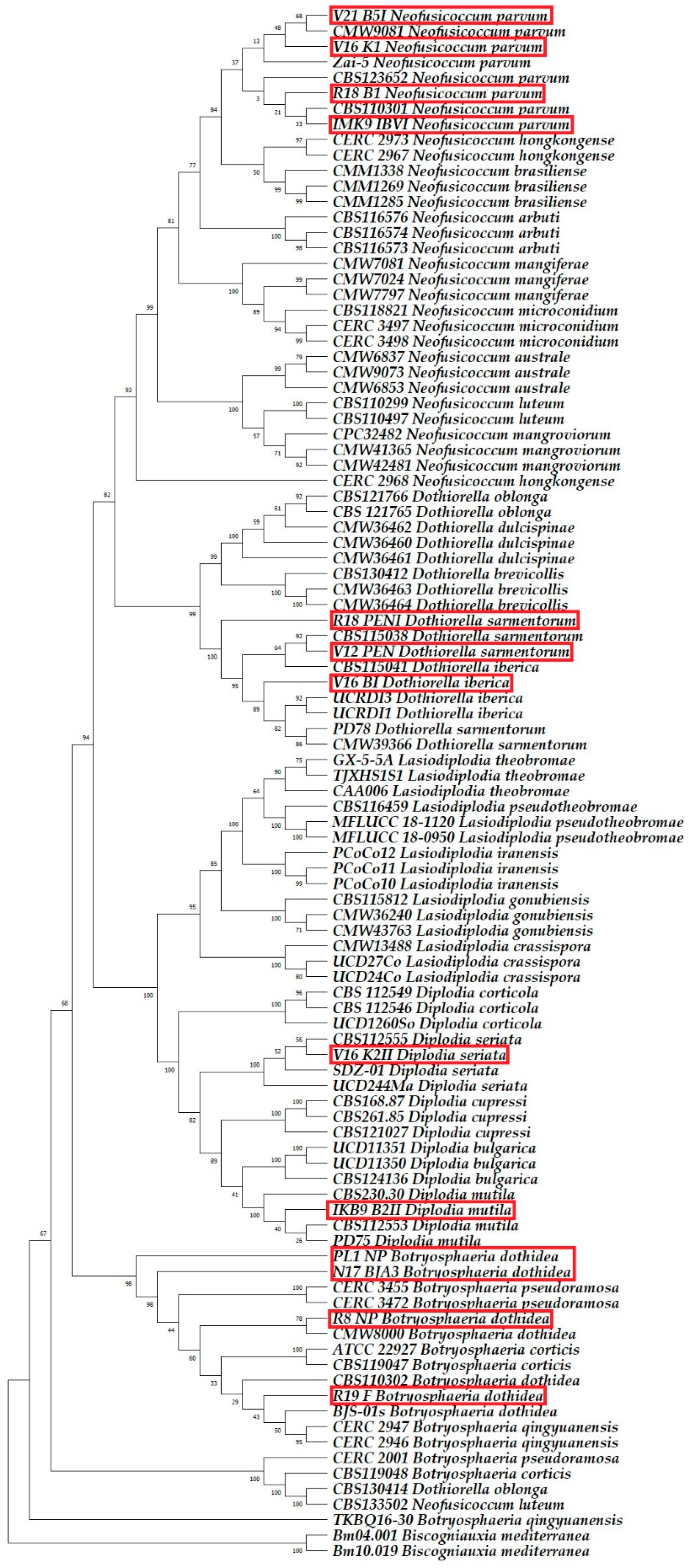 Plants 13 01813 g011