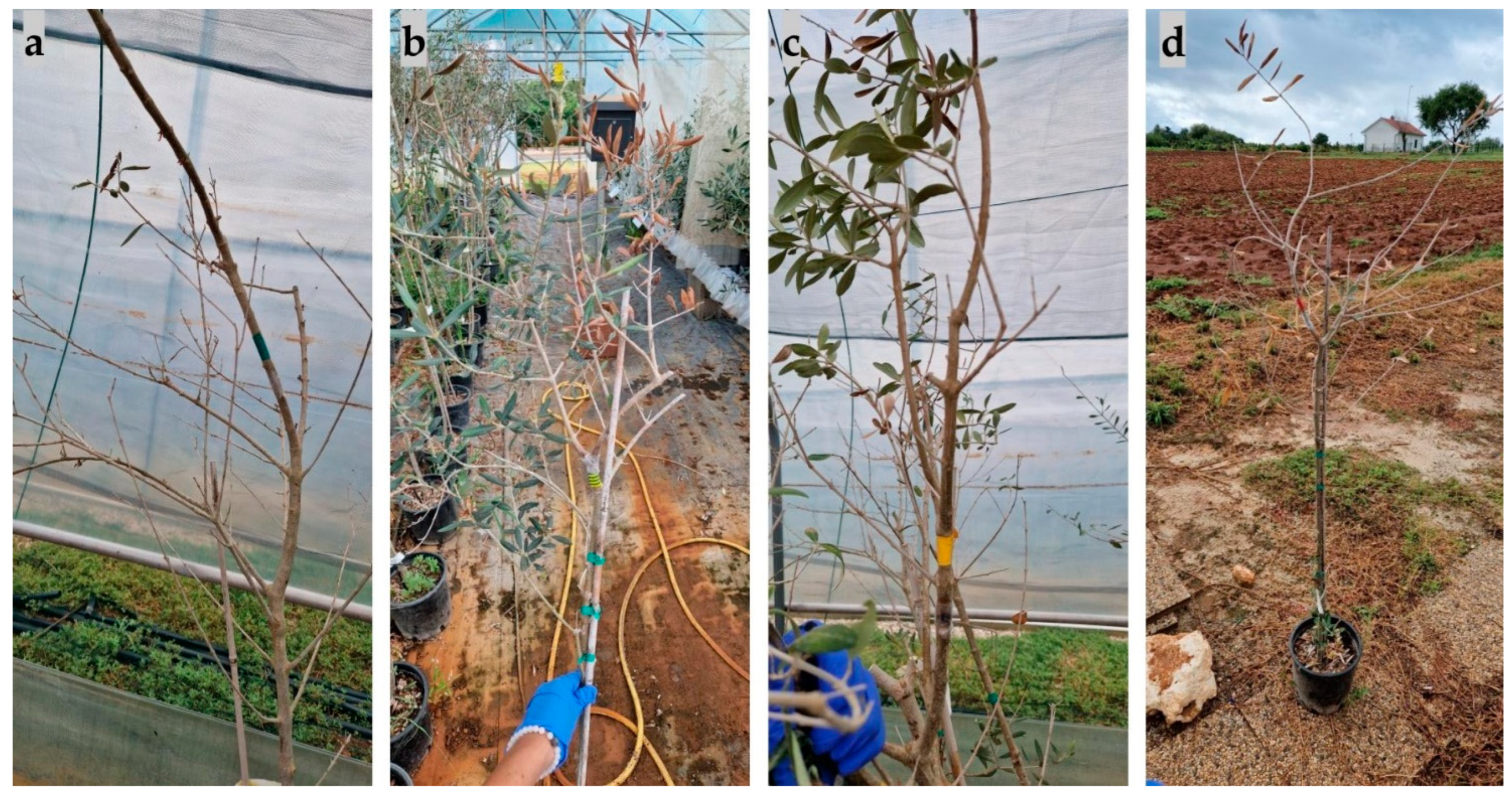 Plants 13 01813 g012