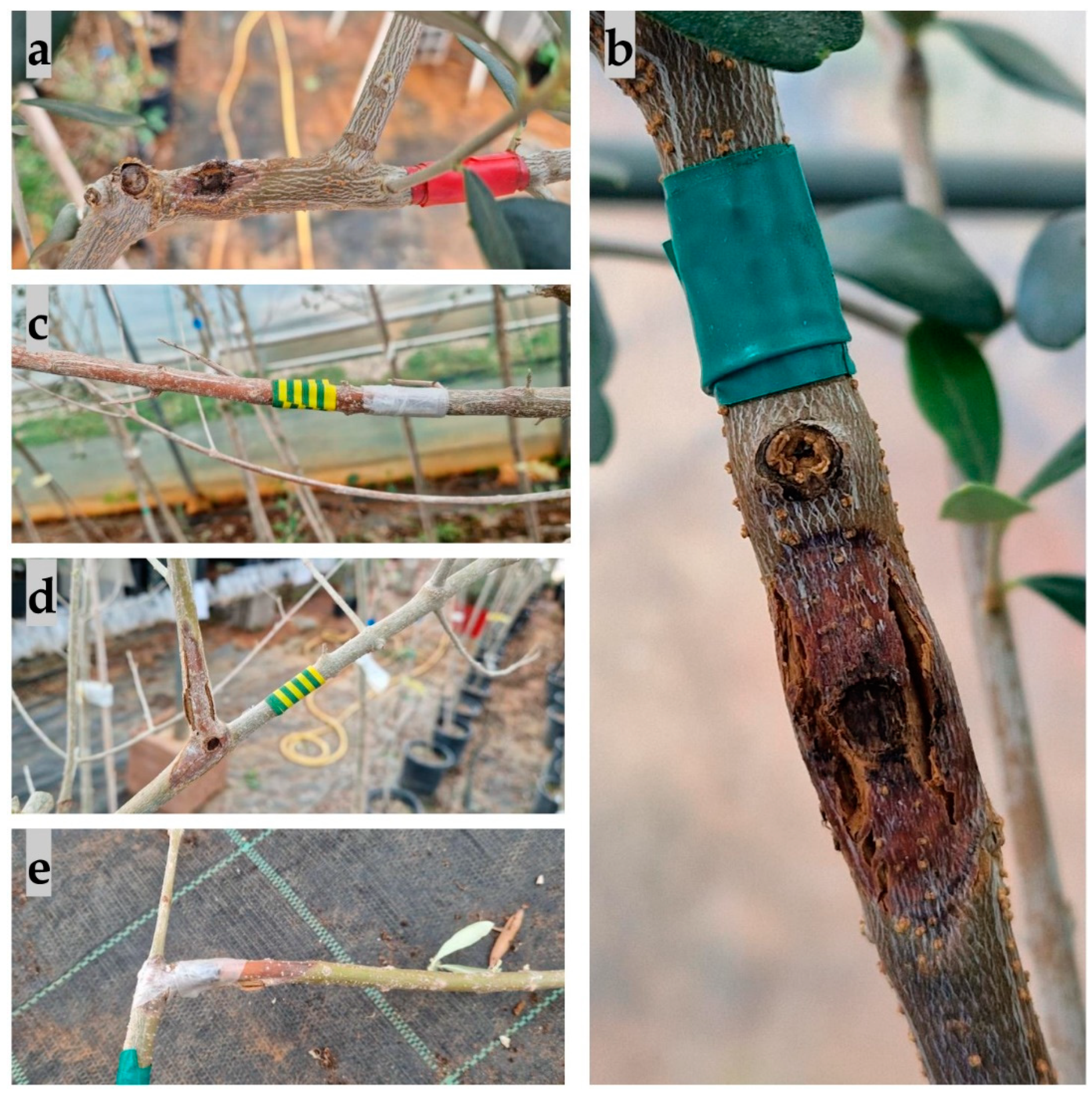 Plants 13 01813 g013