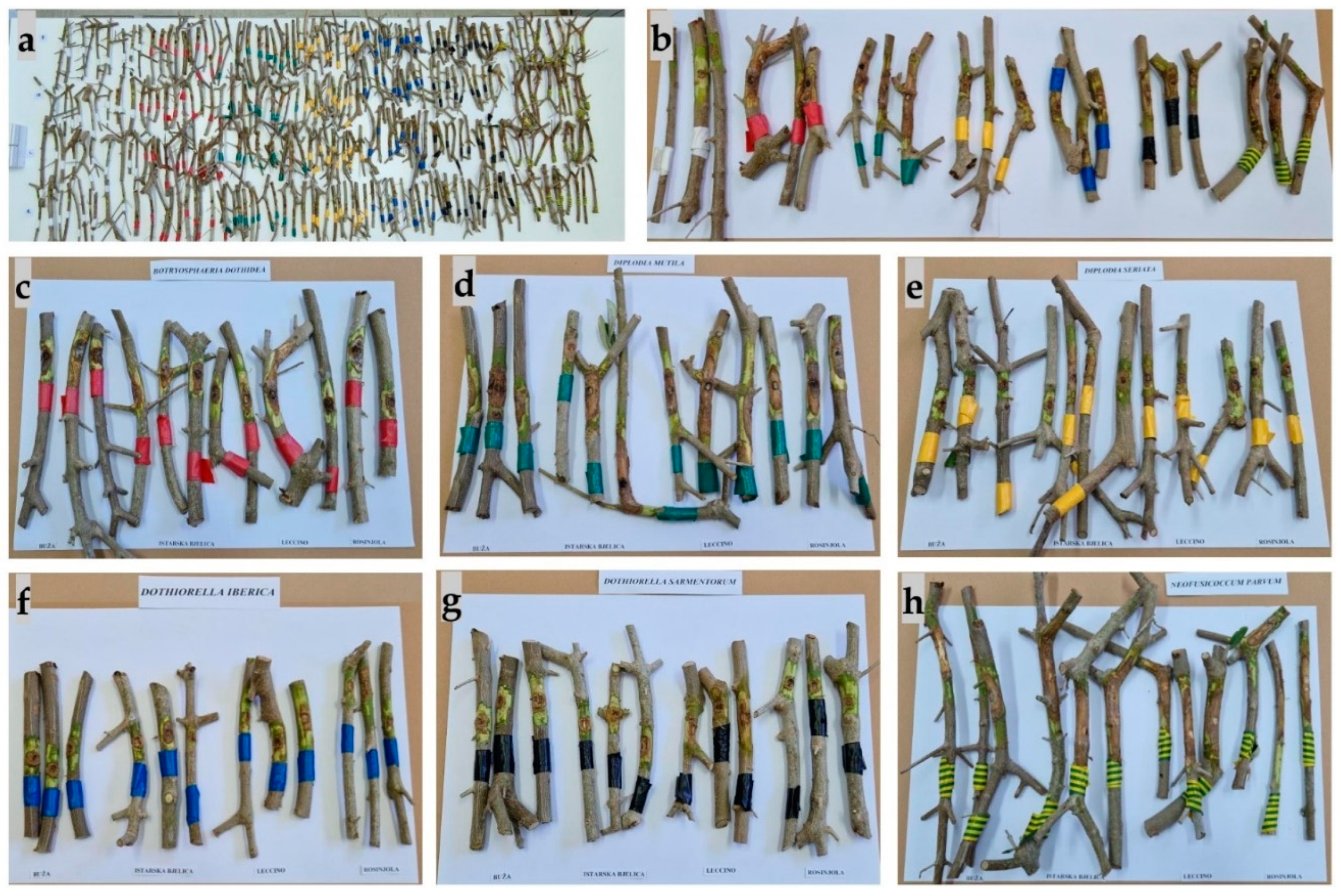 Plants 13 01813 g016