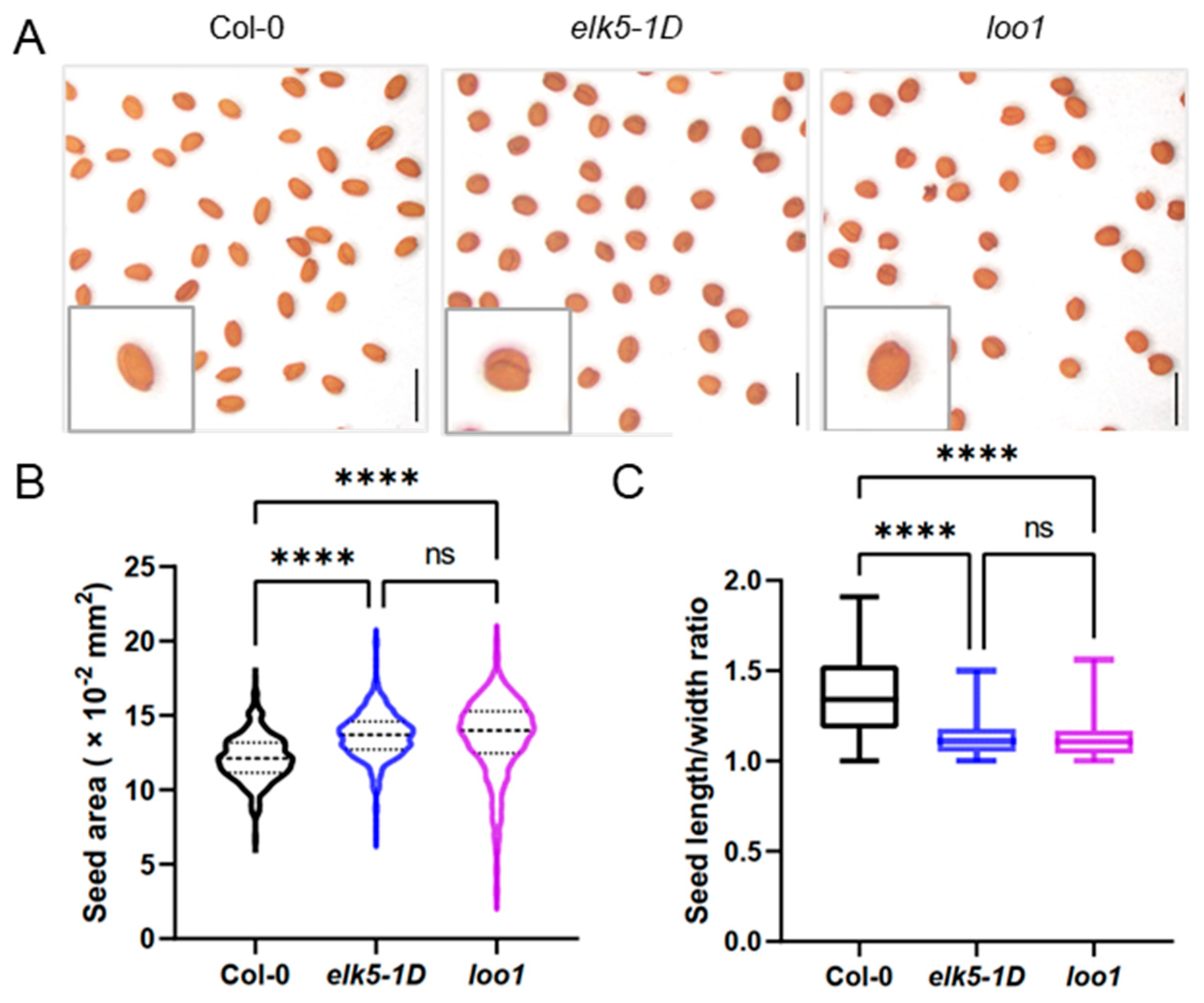 Plants 13 01824 g001