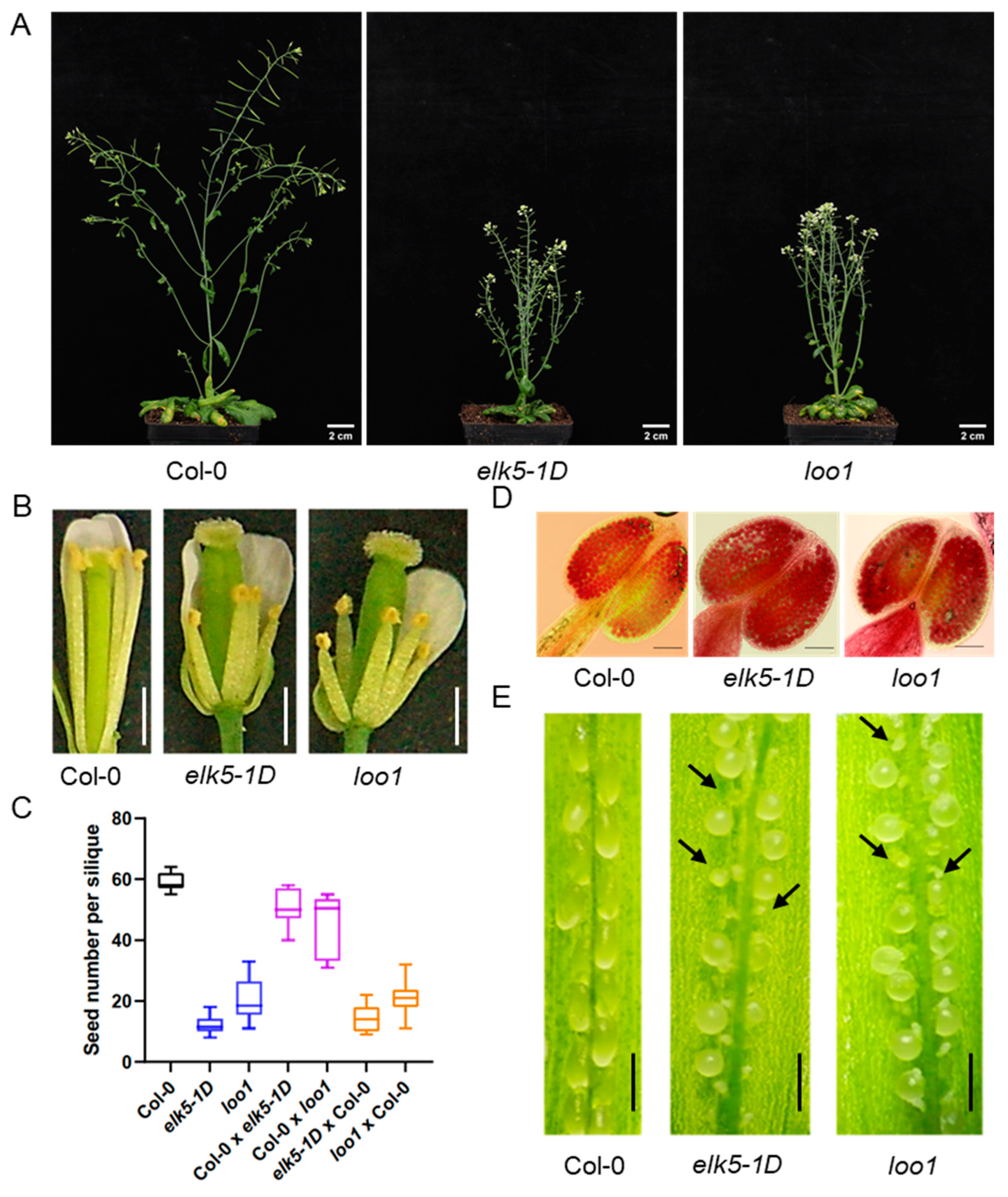 Plants 13 01824 g002