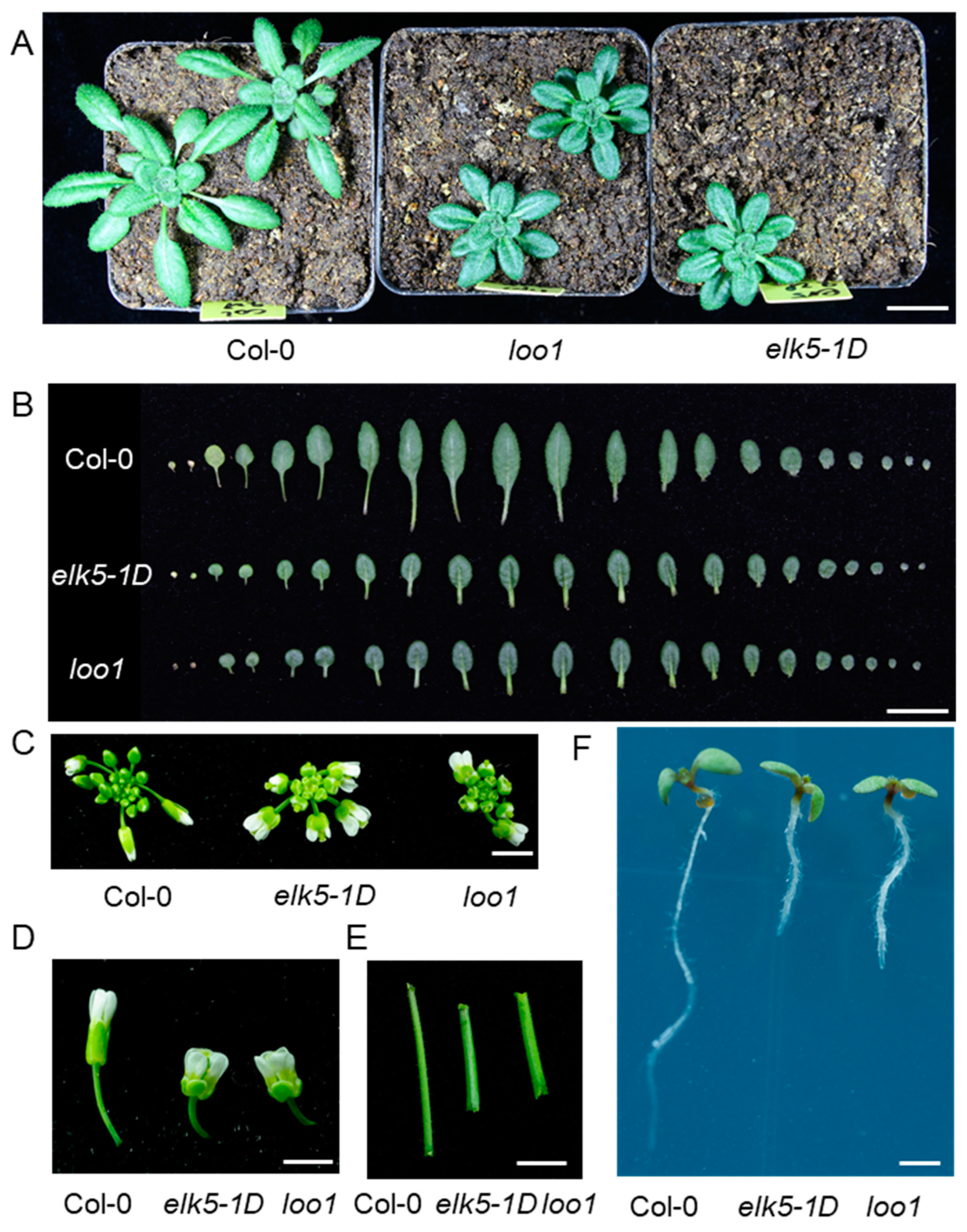 Plants 13 01824 g003