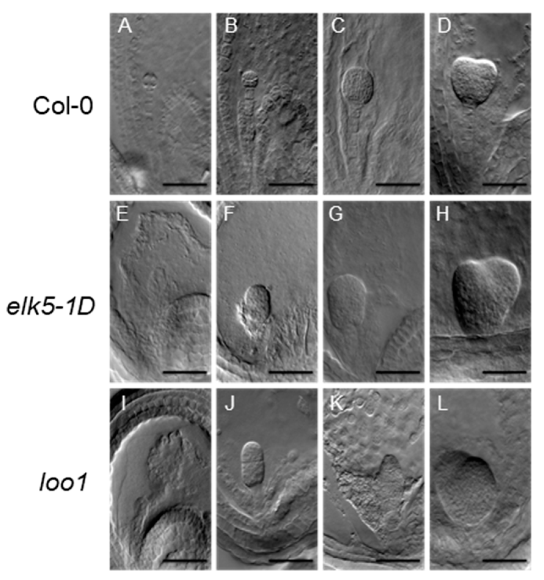 Plants 13 01824 g006