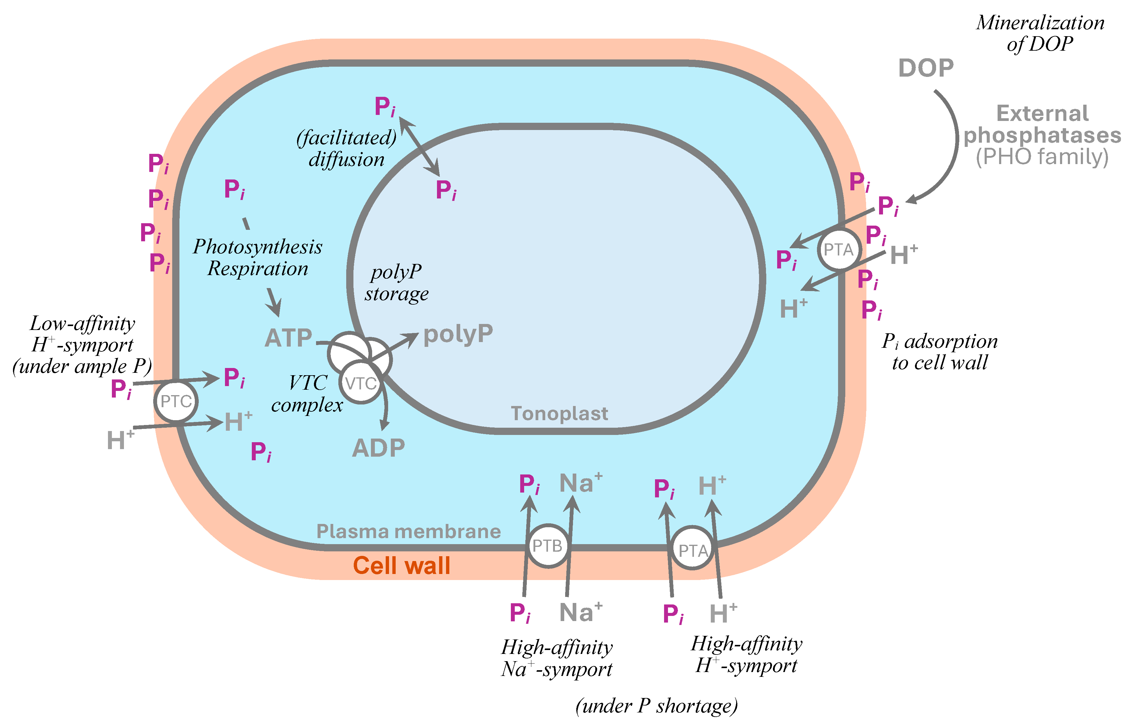 Plants 13 01834 g002 Plants 13 01834 g002