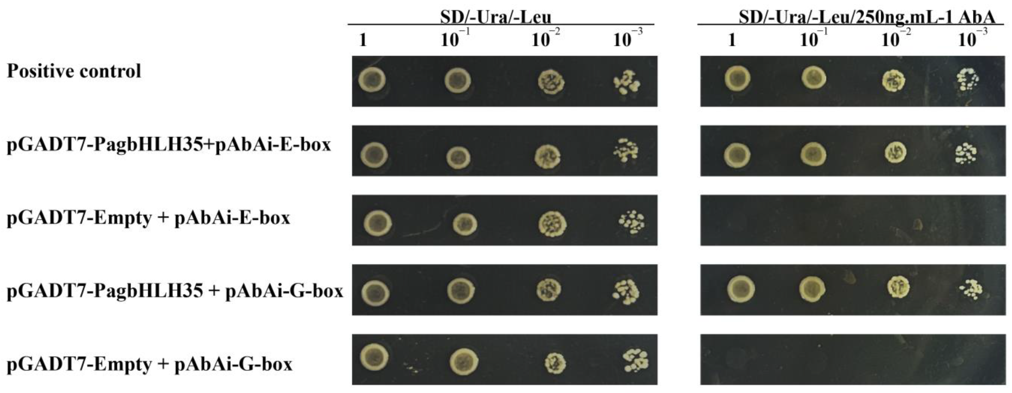 Plants 13 01835 g004