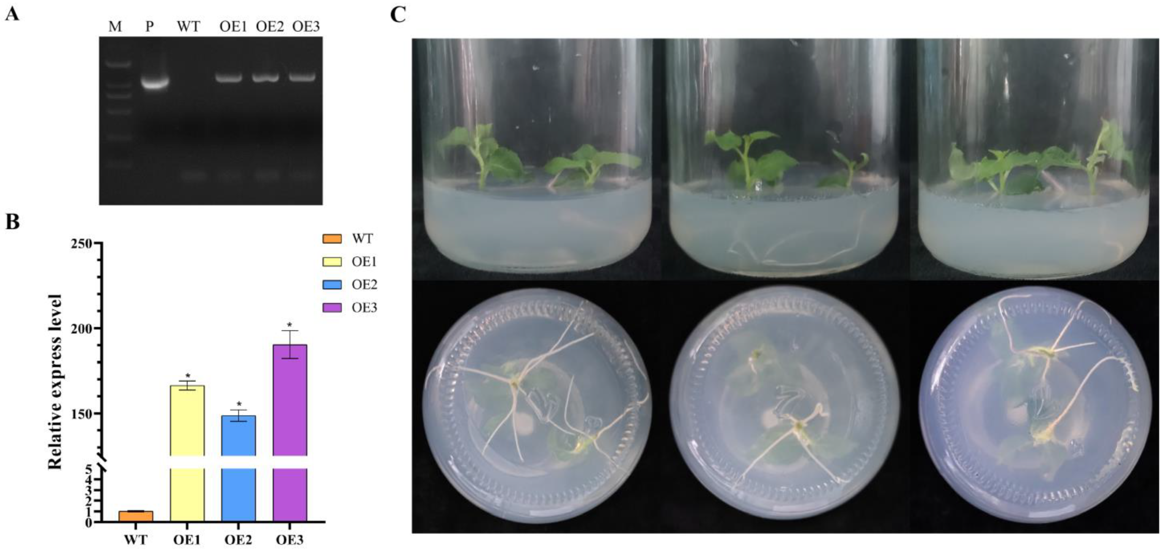 Plants 13 01835 g005