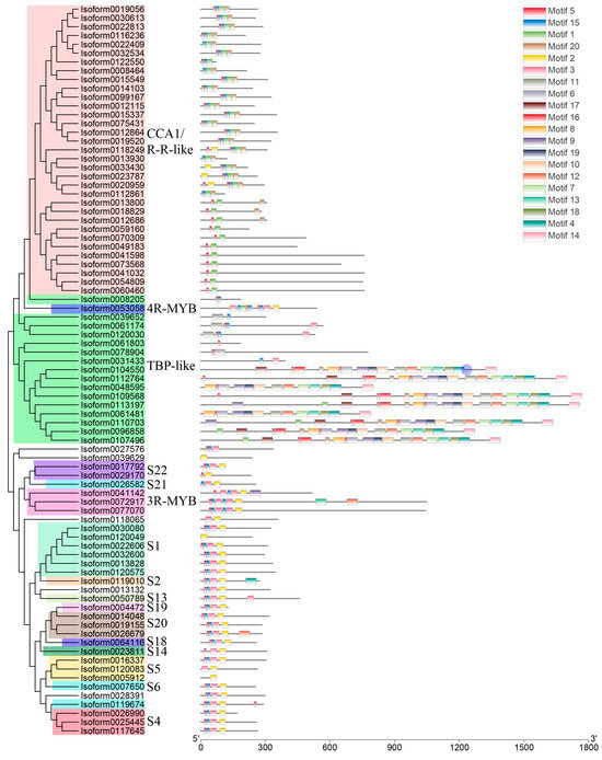 Identification of MYB Transcription Factor, a Regulator Related to ...