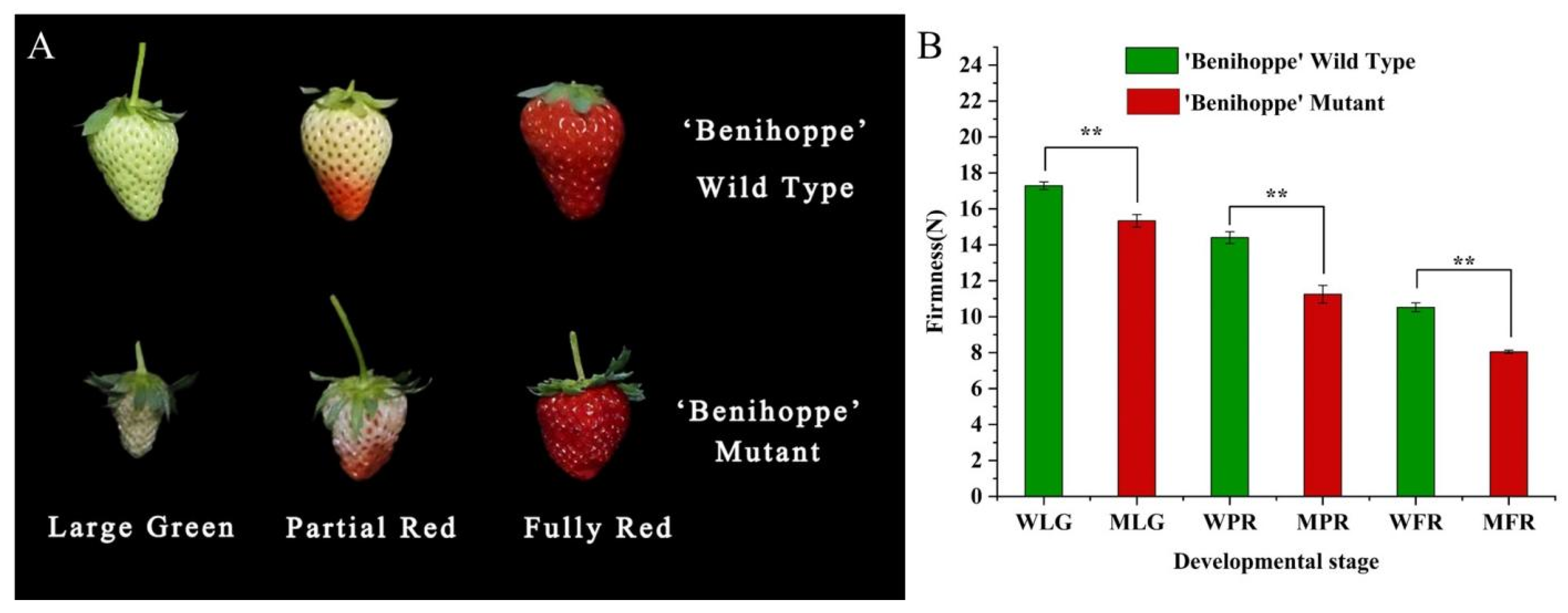 Plants 13 01838 g006