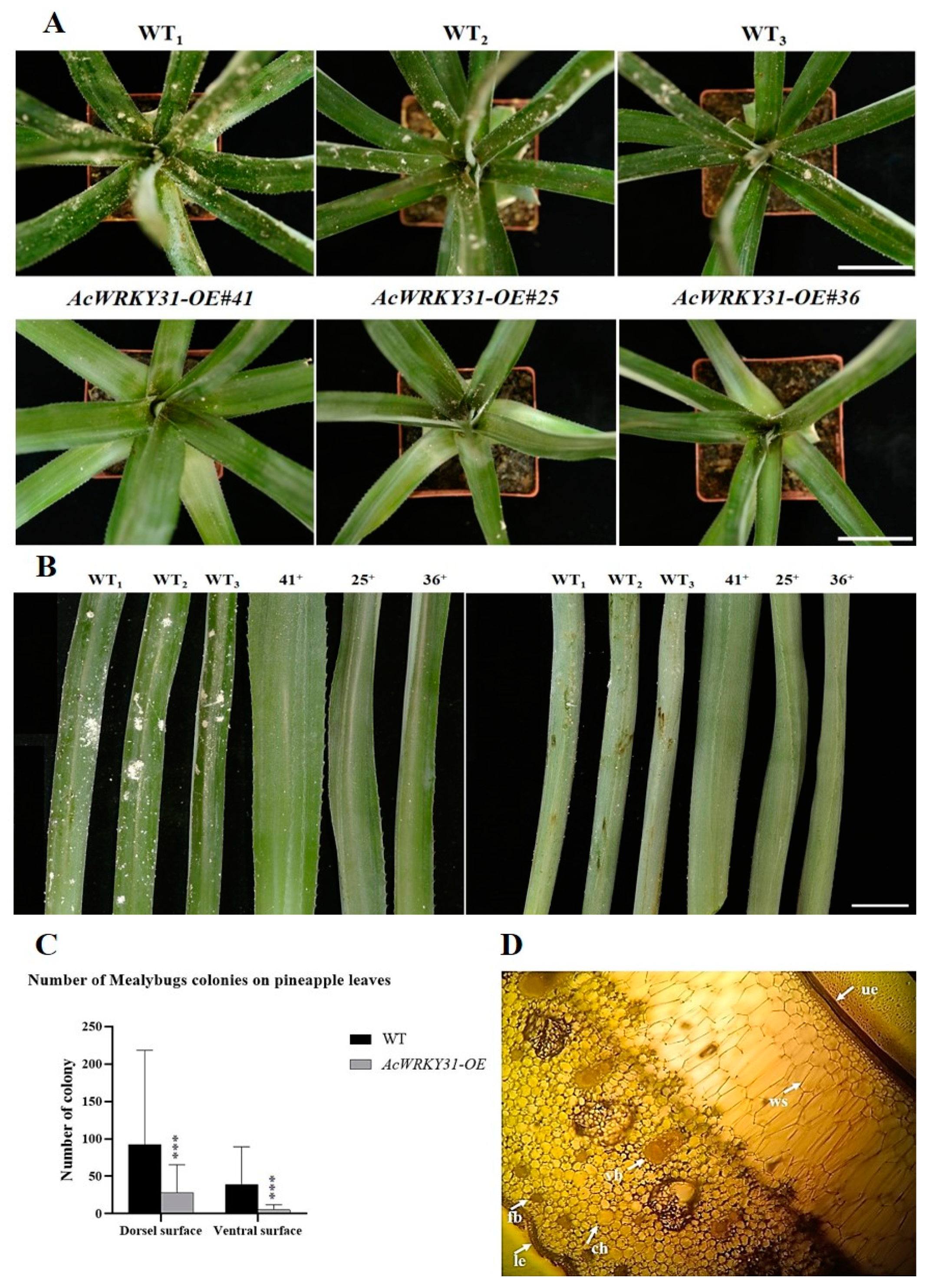Plants 13 01850 g005 Plants 13 01850 g005