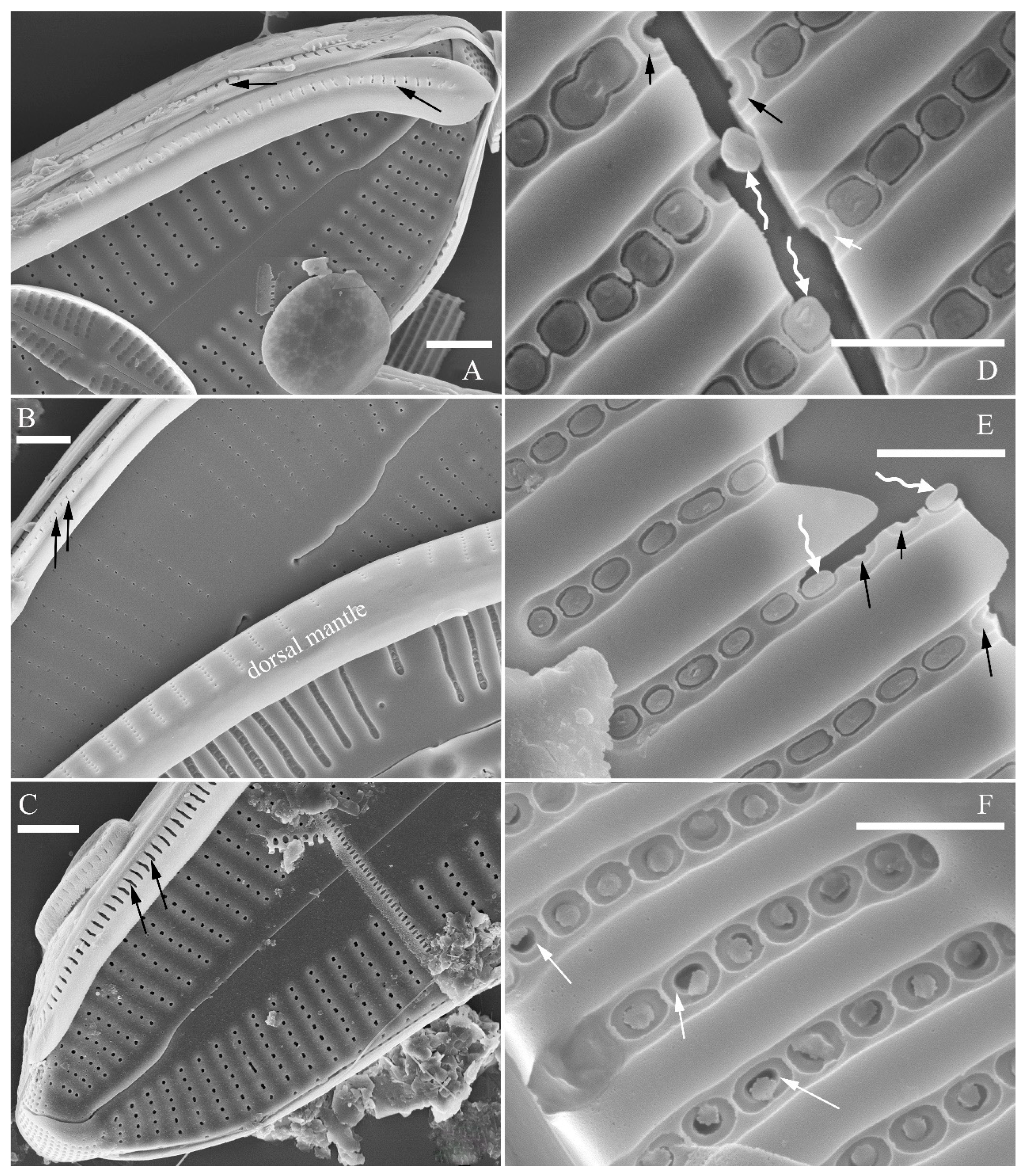 Plants 13 01851 g004