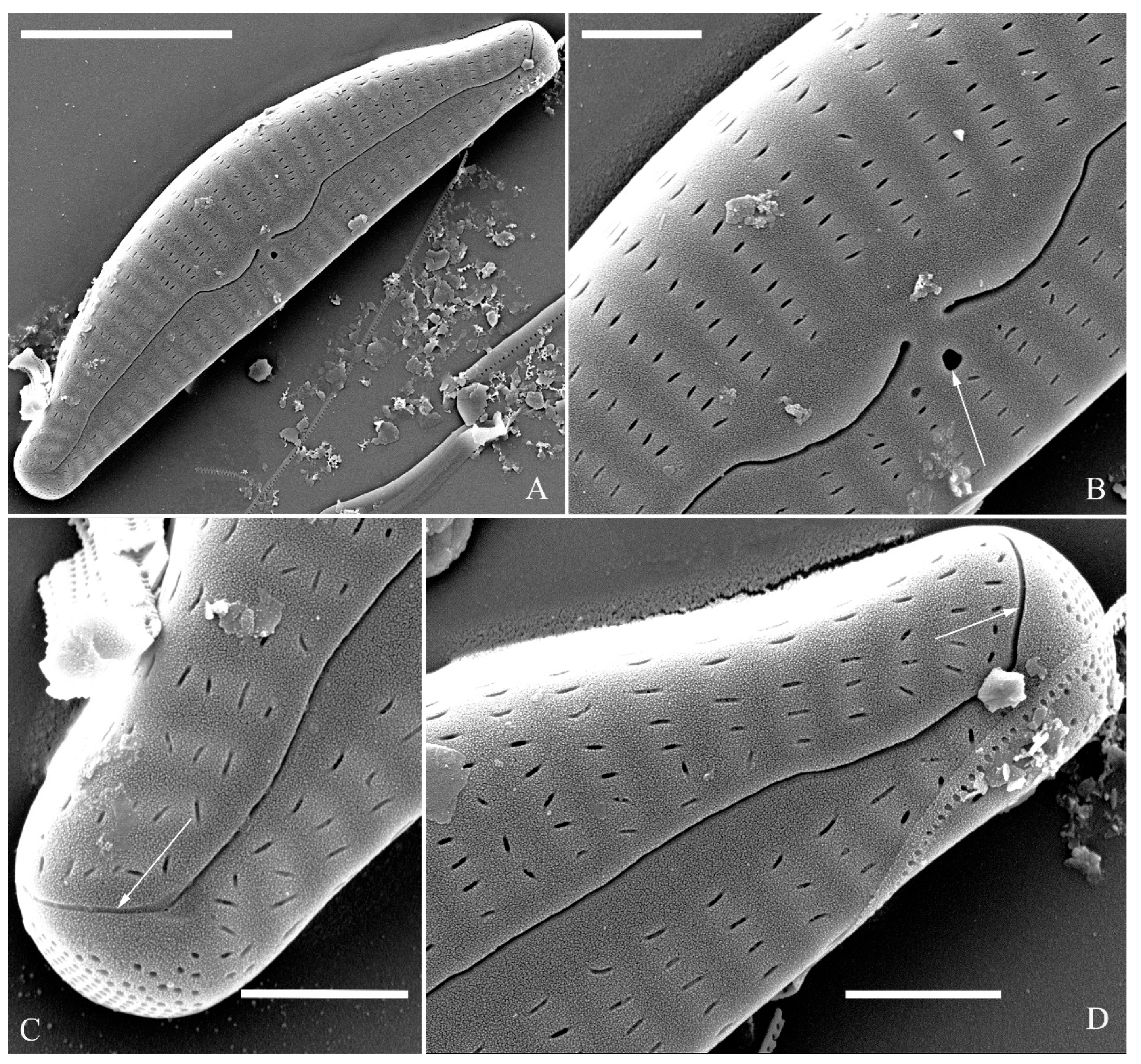 Plants 13 01851 g007