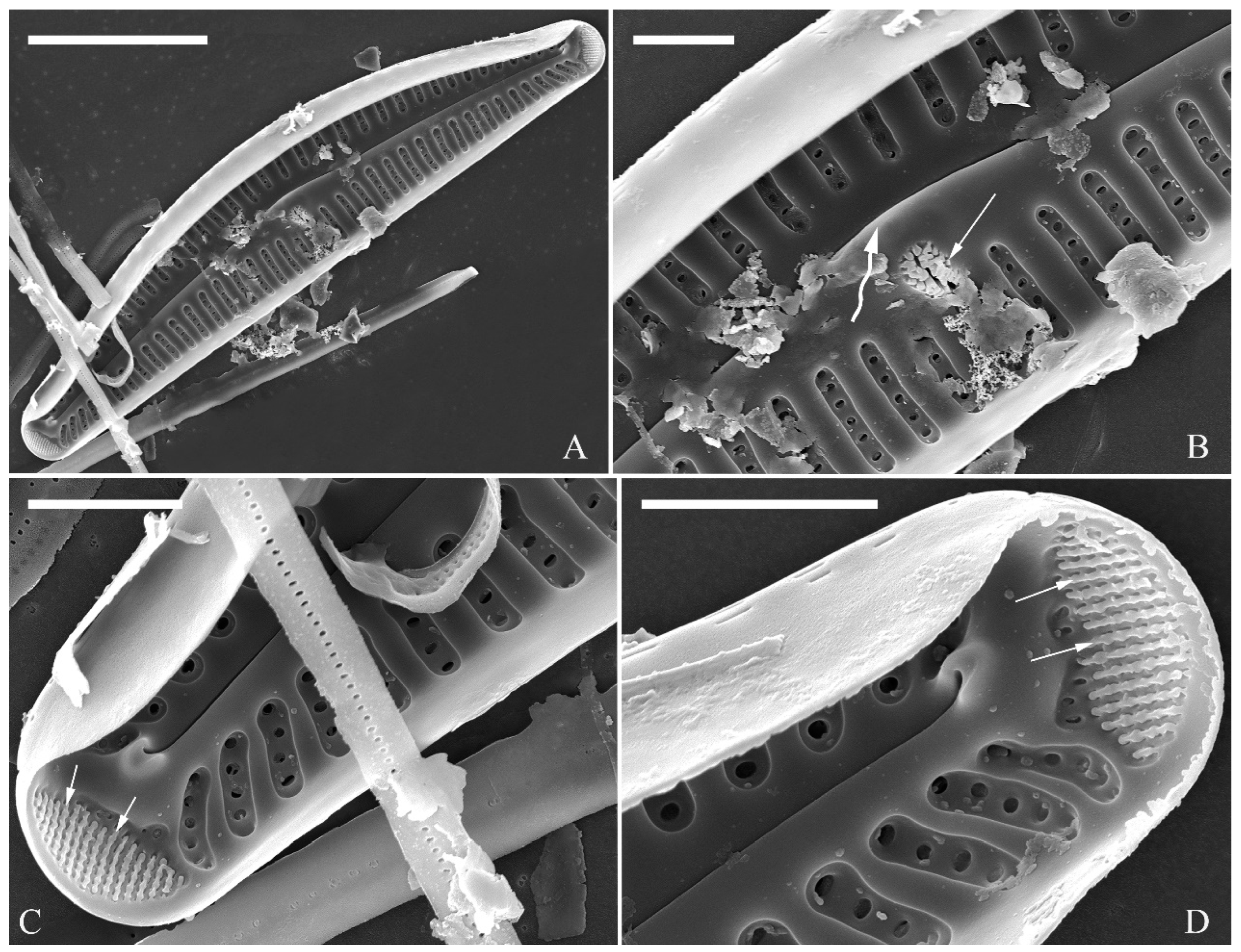 Plants 13 01851 g008