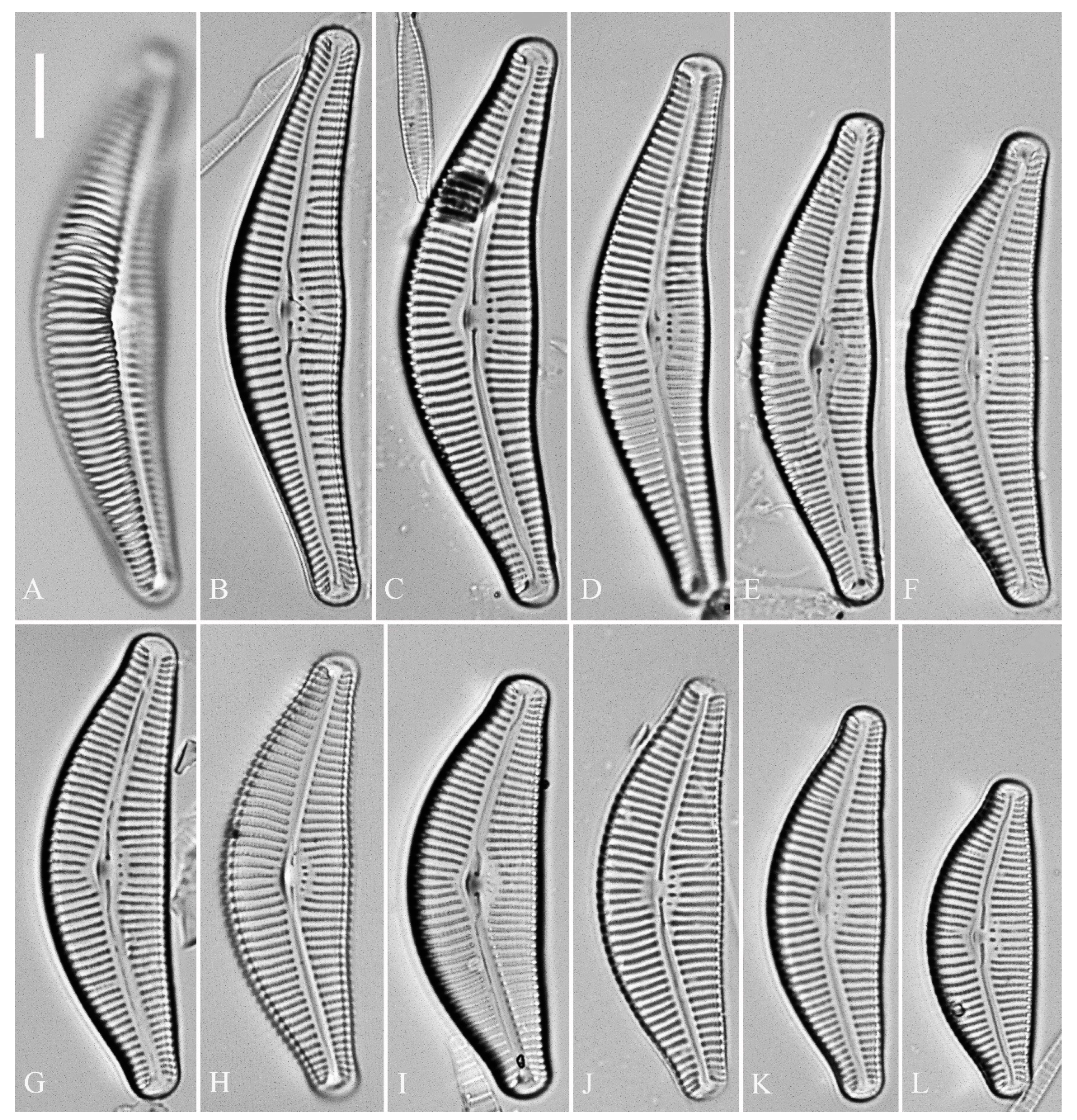 Plants 13 01851 g020