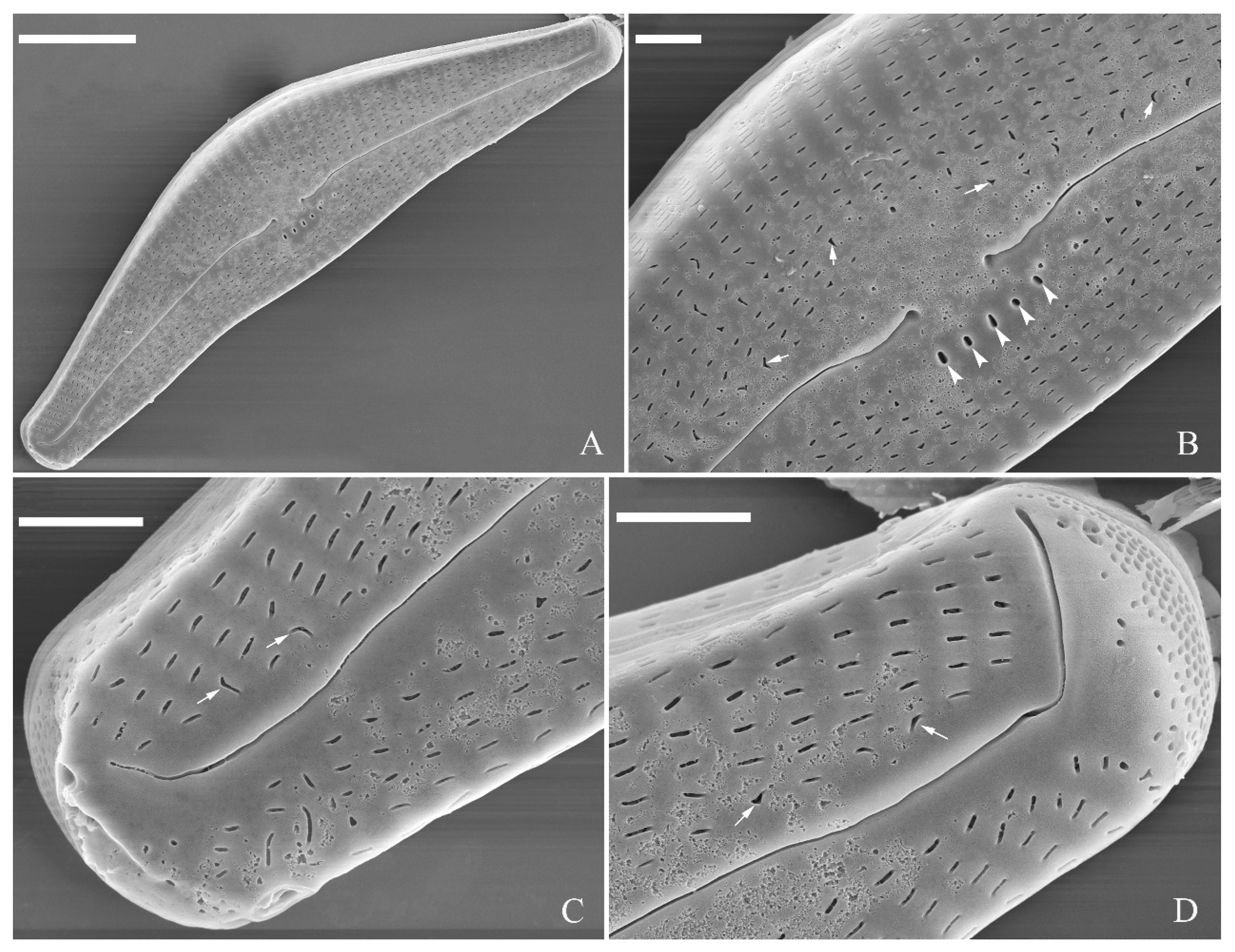 Plants 13 01851 g021