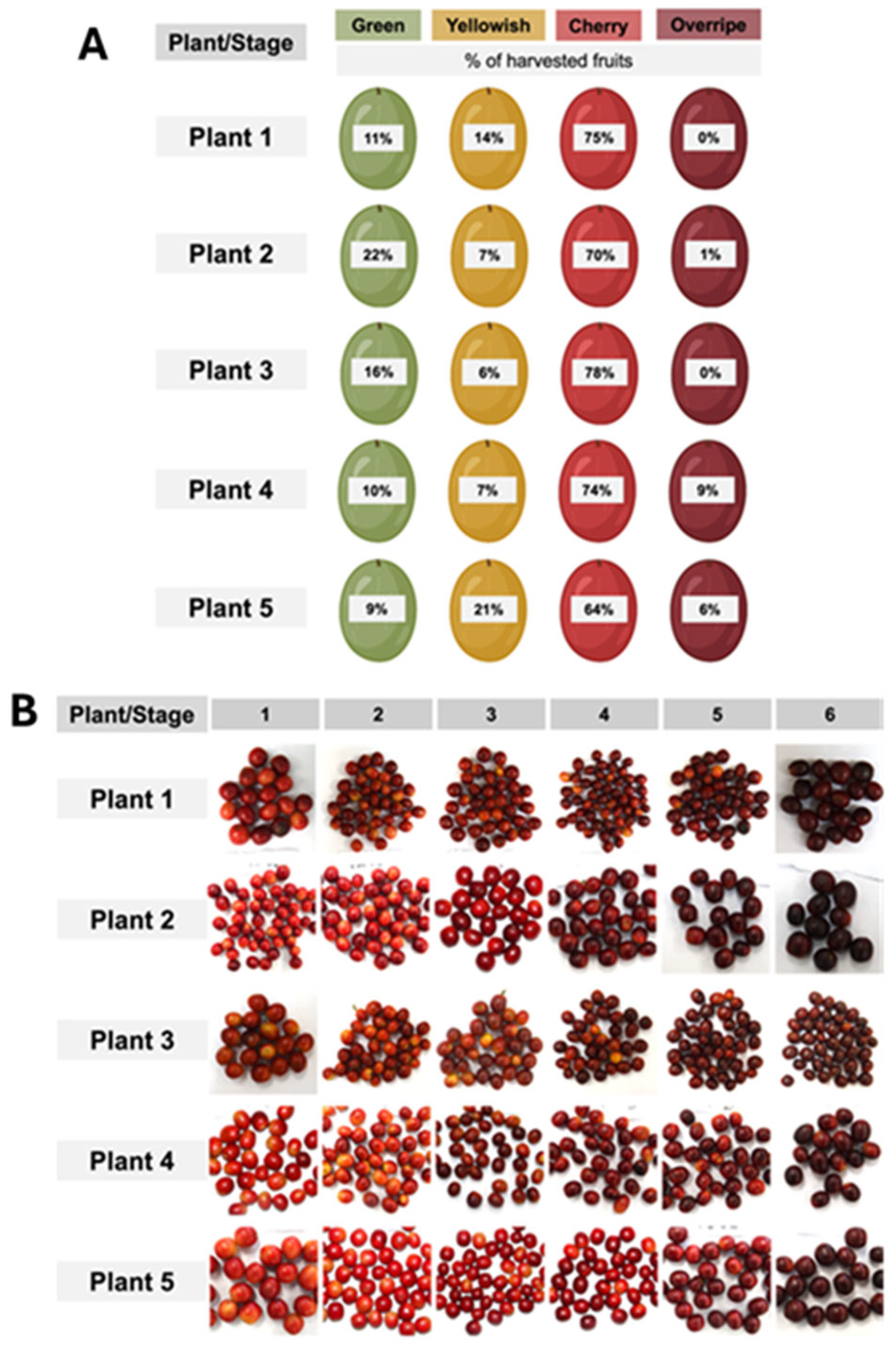 Plants 13 01853 g001