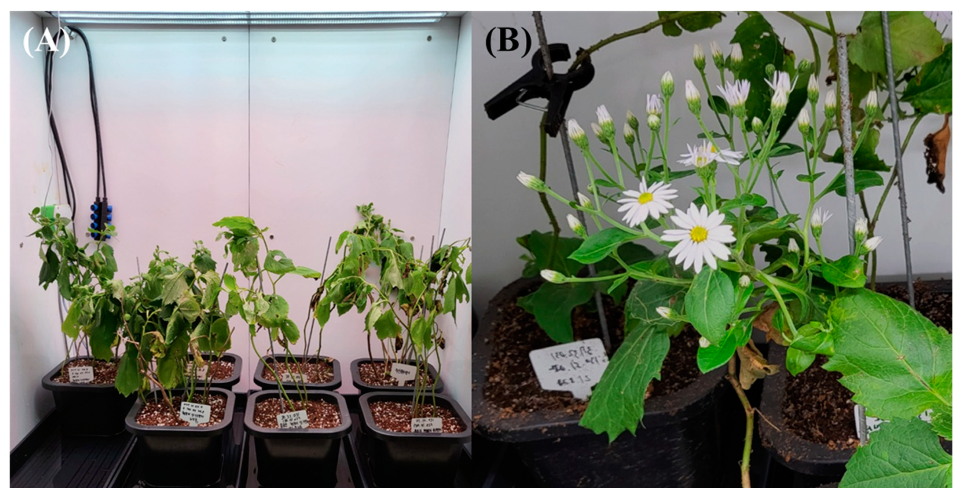 Plants 13 01855 g005