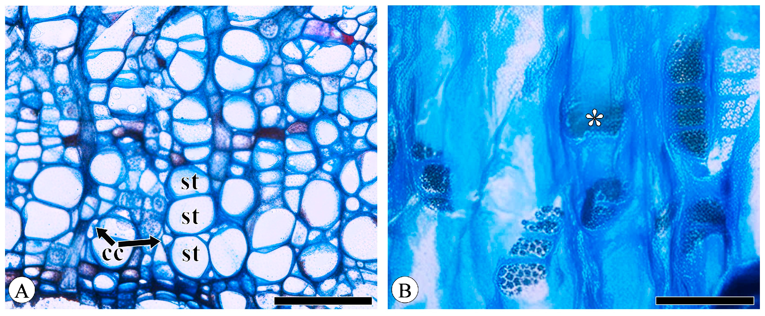 Plants 13 01871 g001