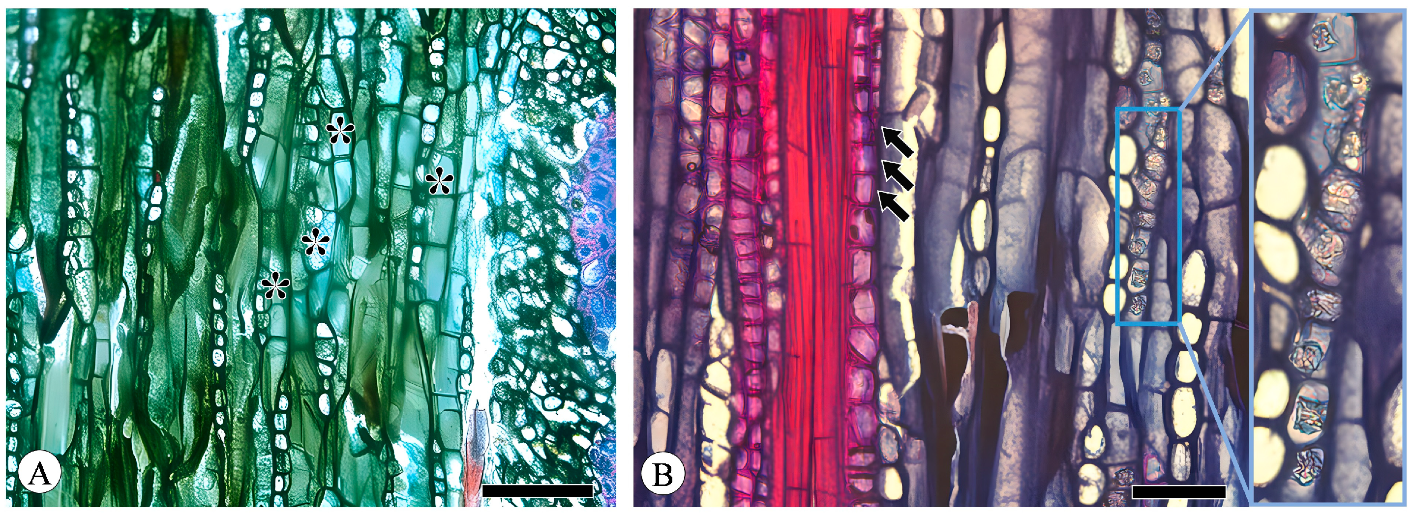 Plants 13 01871 g005