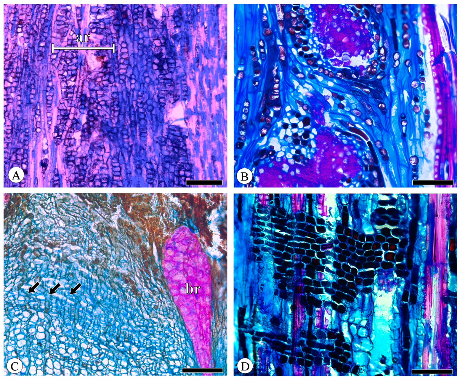 Plants 13 01871 g006