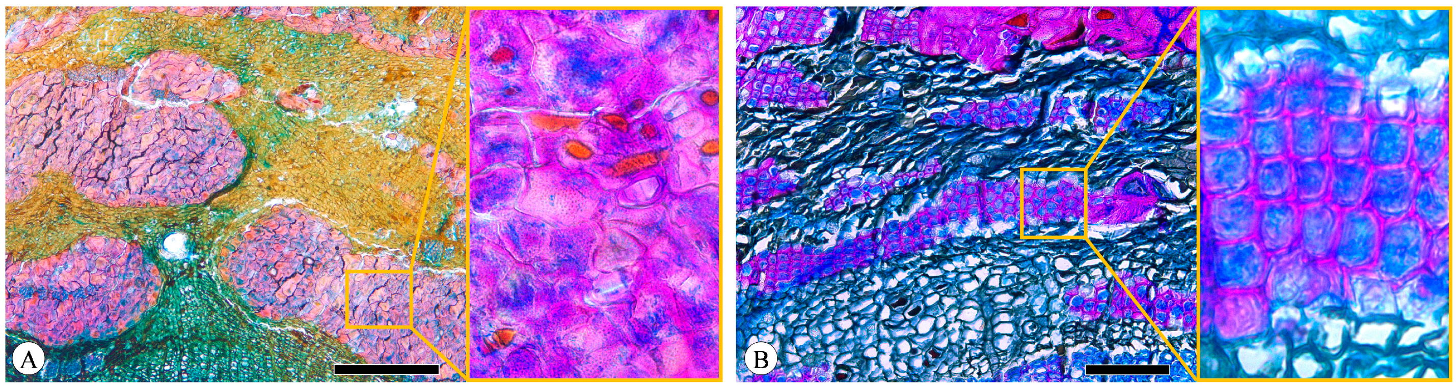 Plants 13 01871 g008