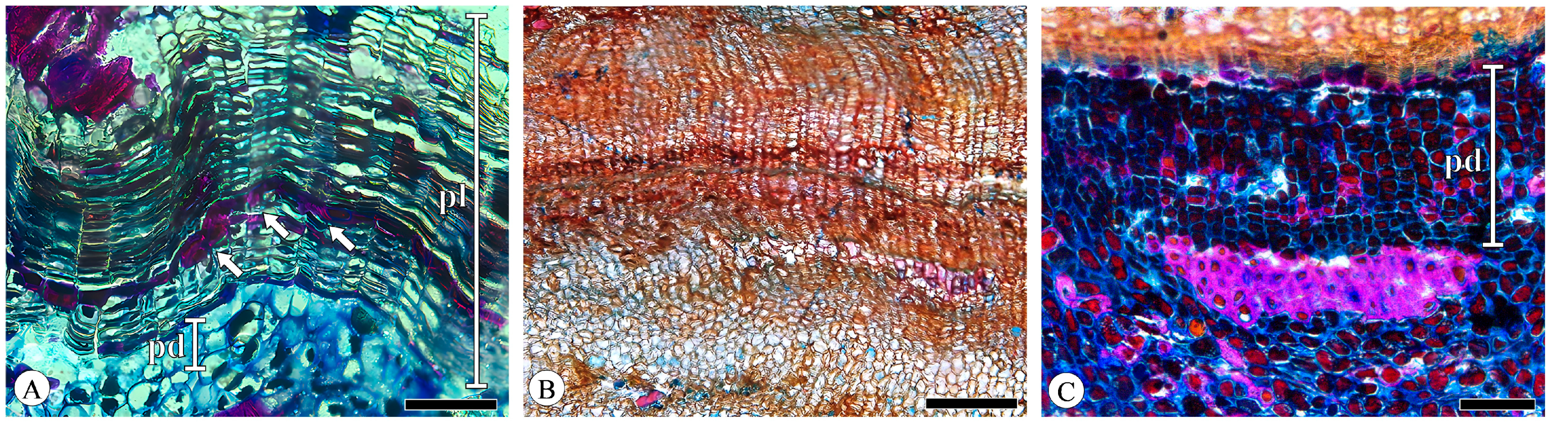 Plants 13 01871 g011