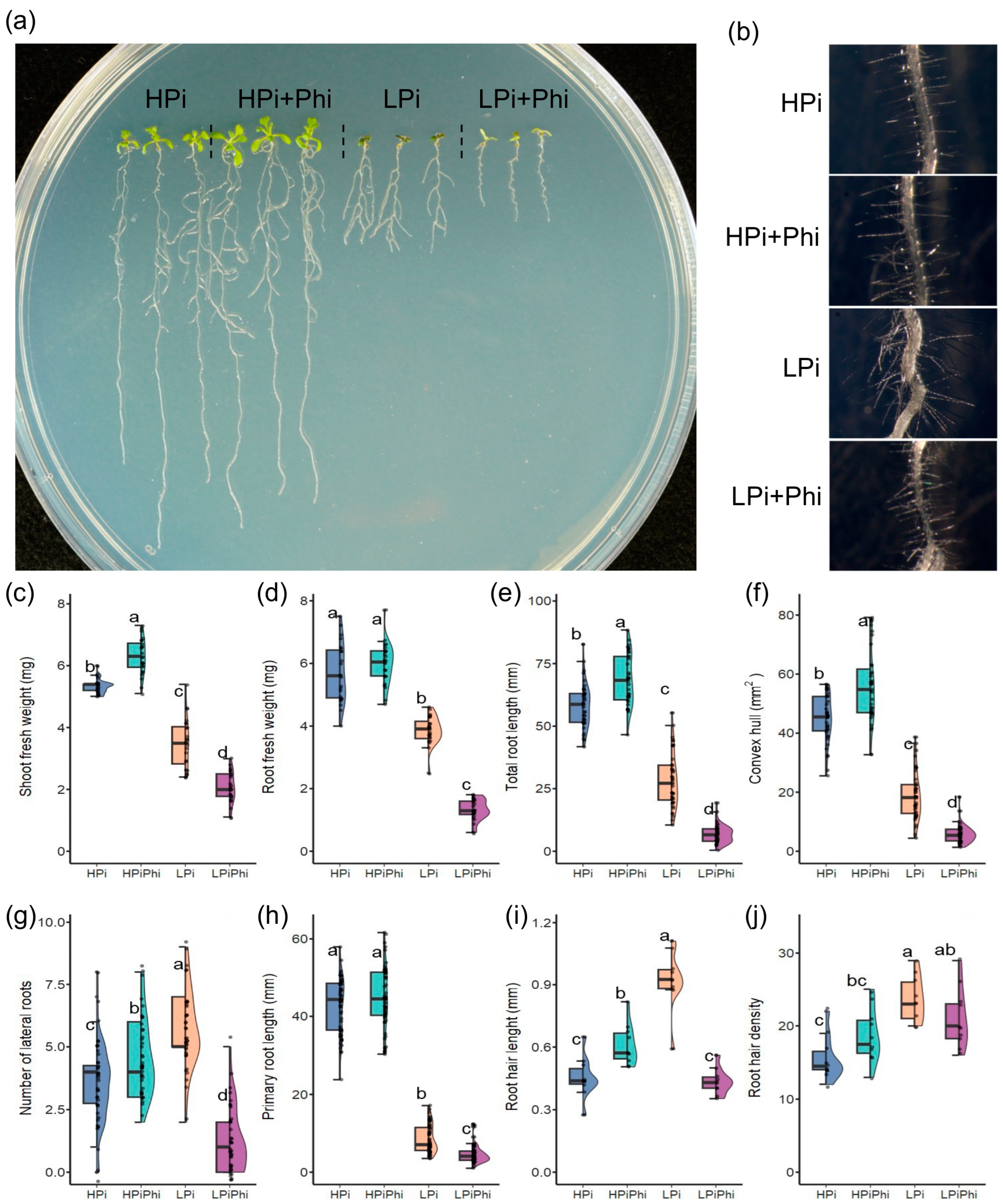 Plants 13 01873 g001
