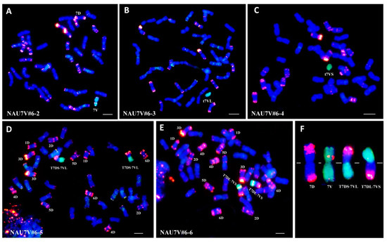 JuN Distribution and Nucleotide Diversity of Yr15 in Wild Emmer