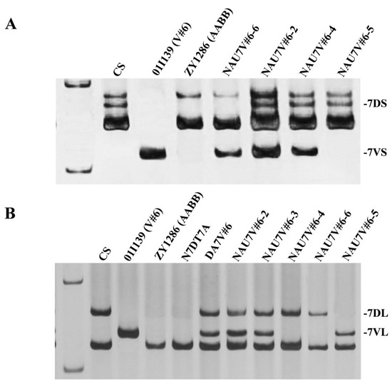 Transferring an Adult-Plant Stripe-Rust Resistance Gene