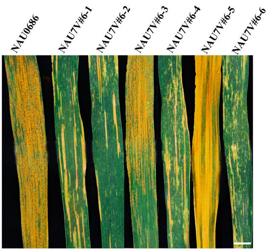 JuN Distribution and Nucleotide Diversity of Yr15 in Wild Emmer