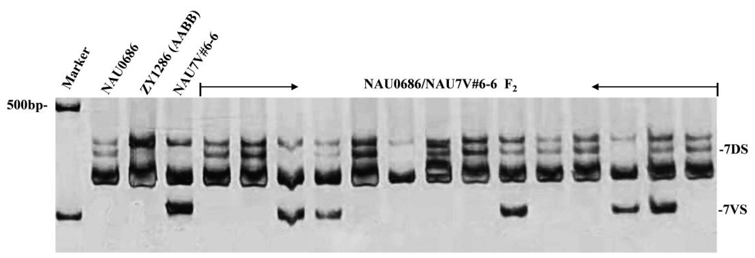 Plants 13 01875 g005
