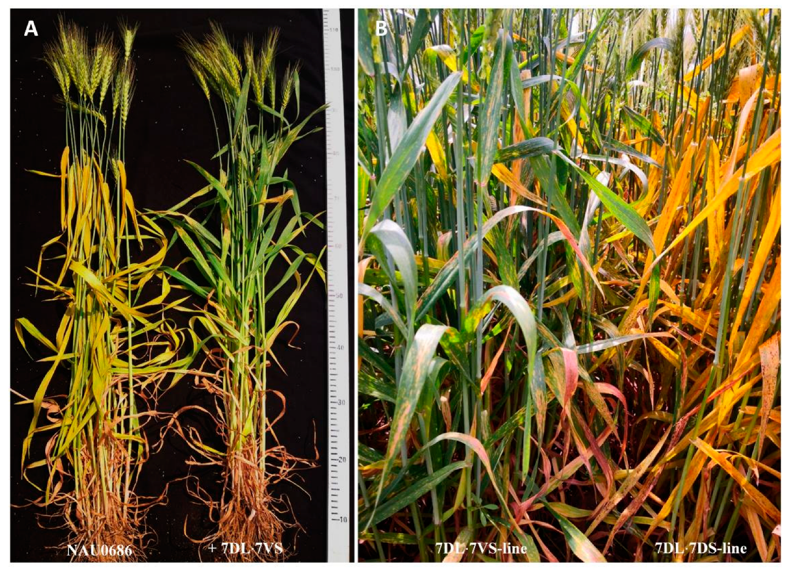 Plants 13 01875 g006