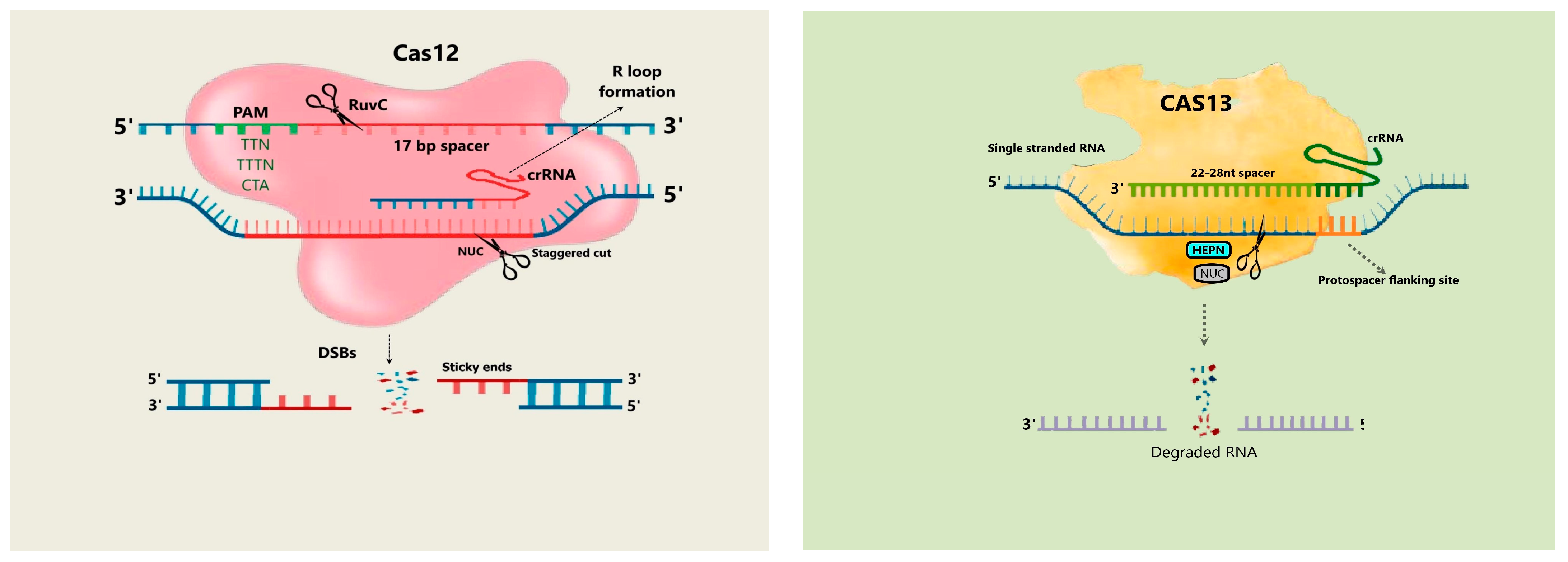Plants 13 01884 g003a