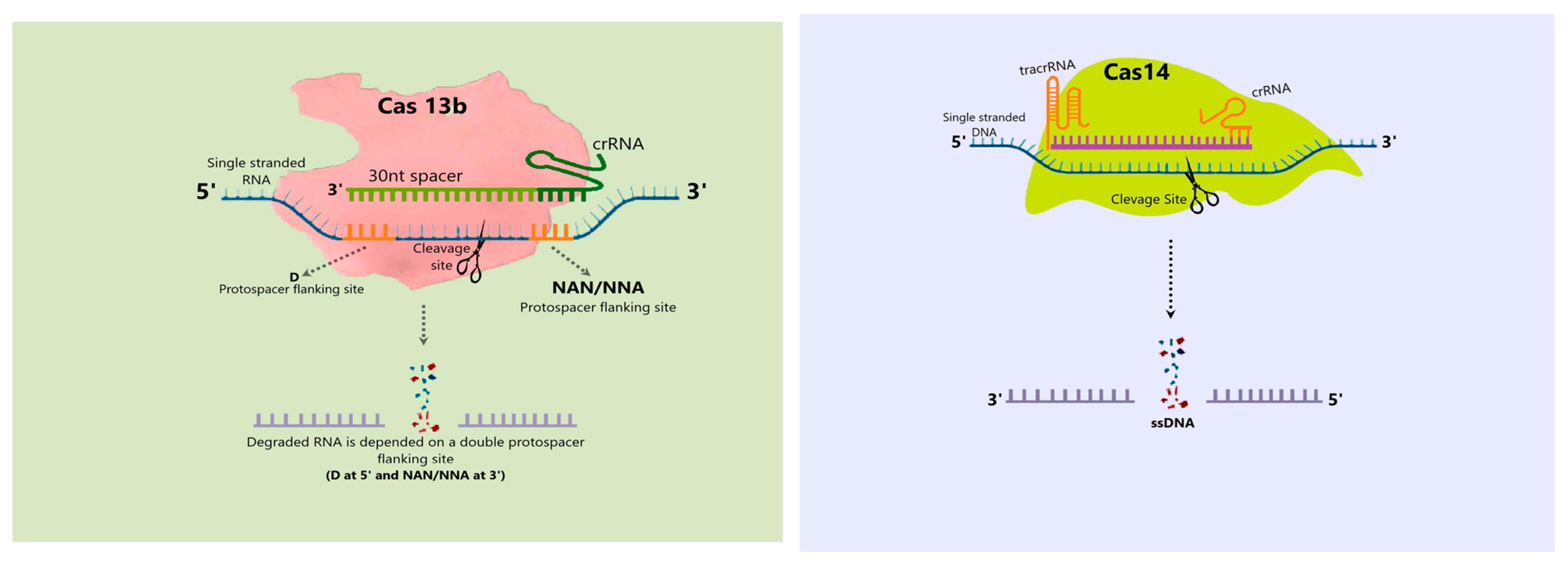 Plants 13 01884 g003b