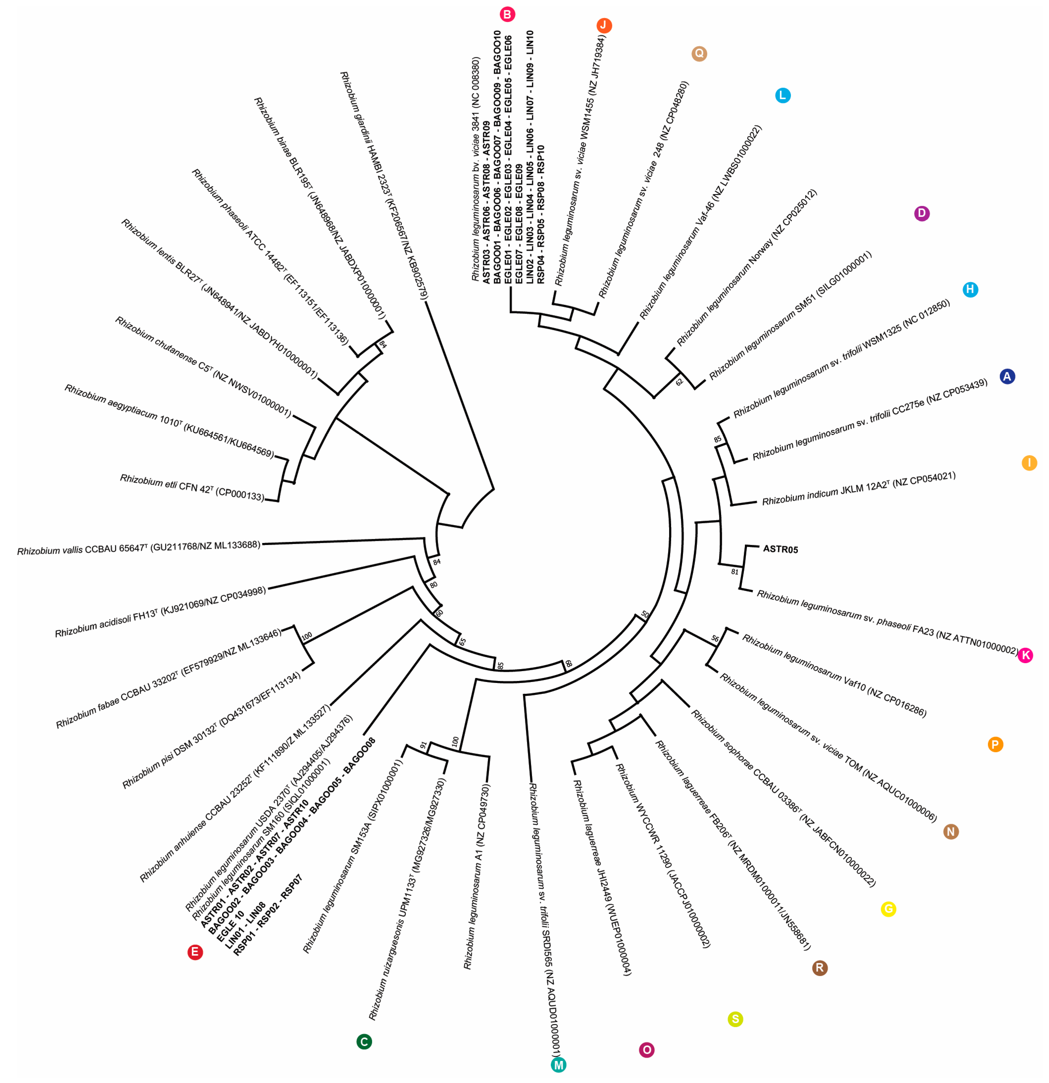 Plants 13 01888 g004