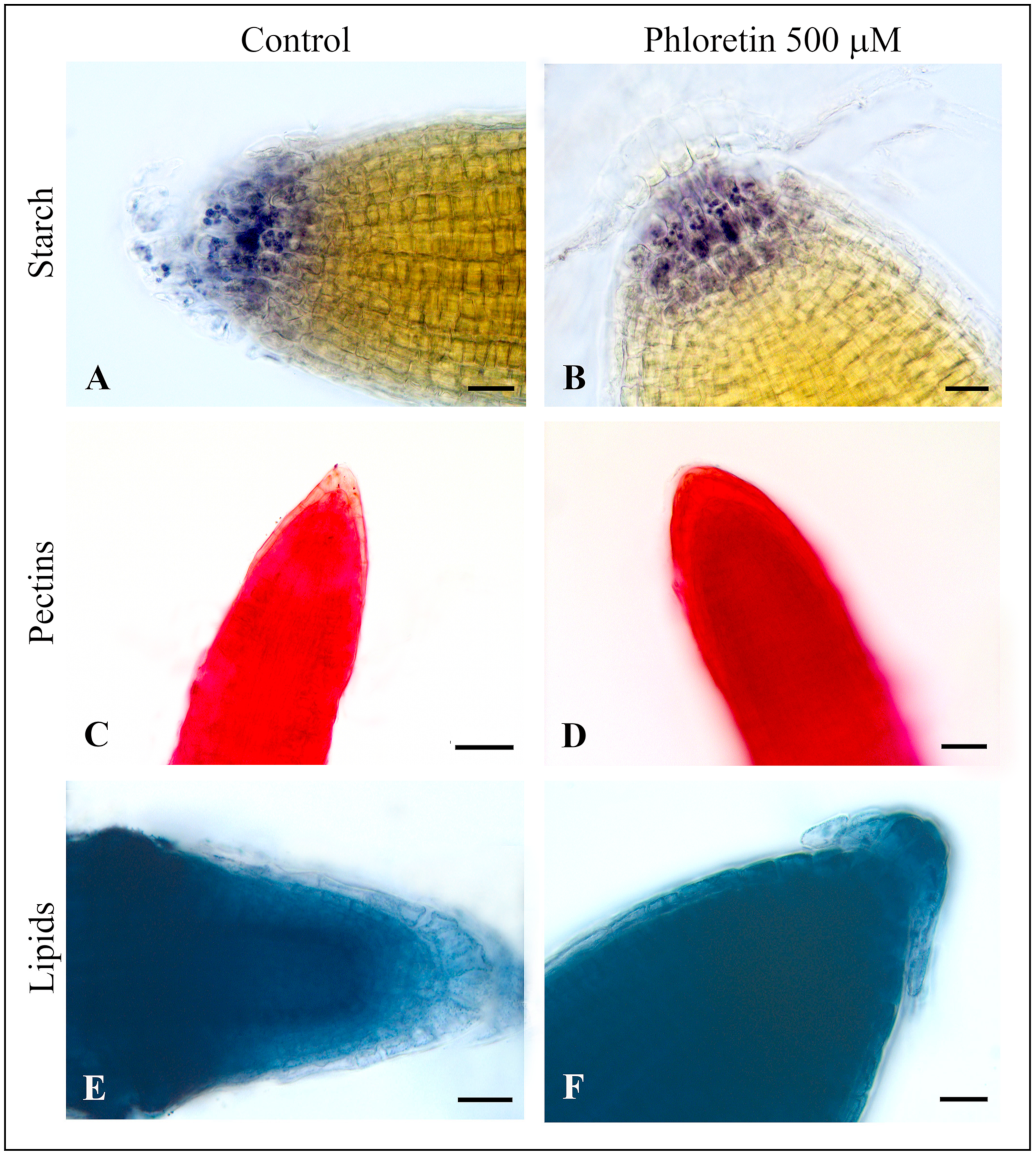 Plants 13 01890 g008