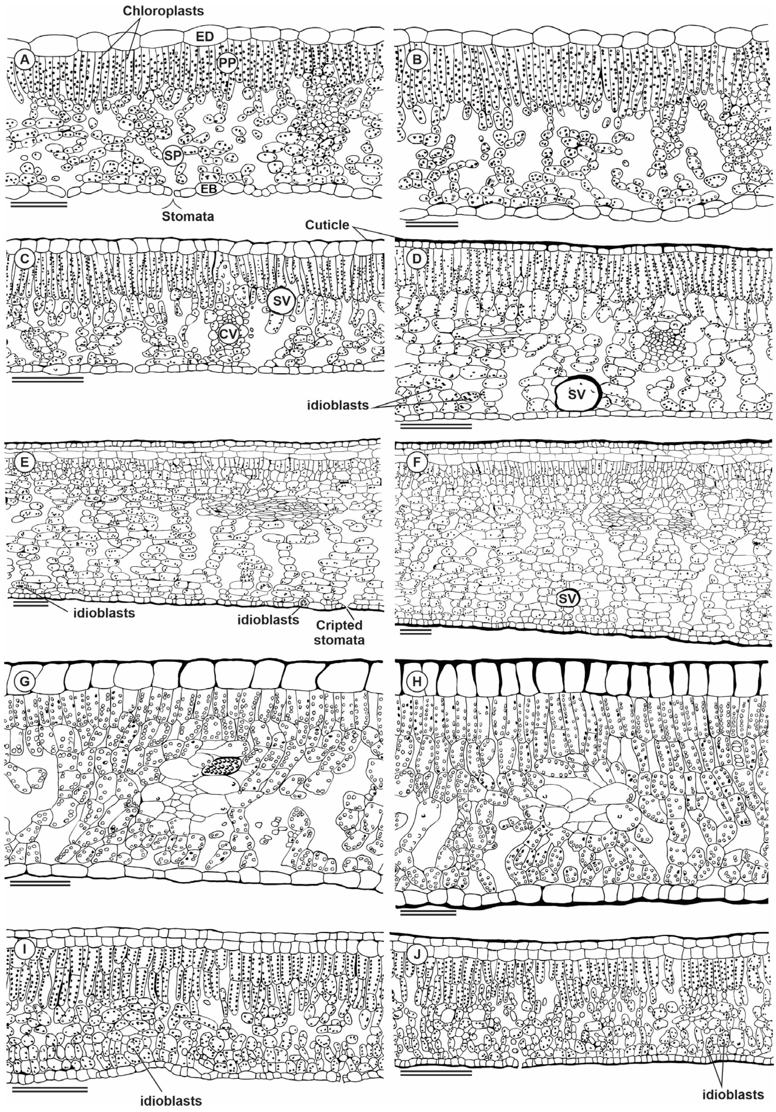 Plants 13 01906 g005