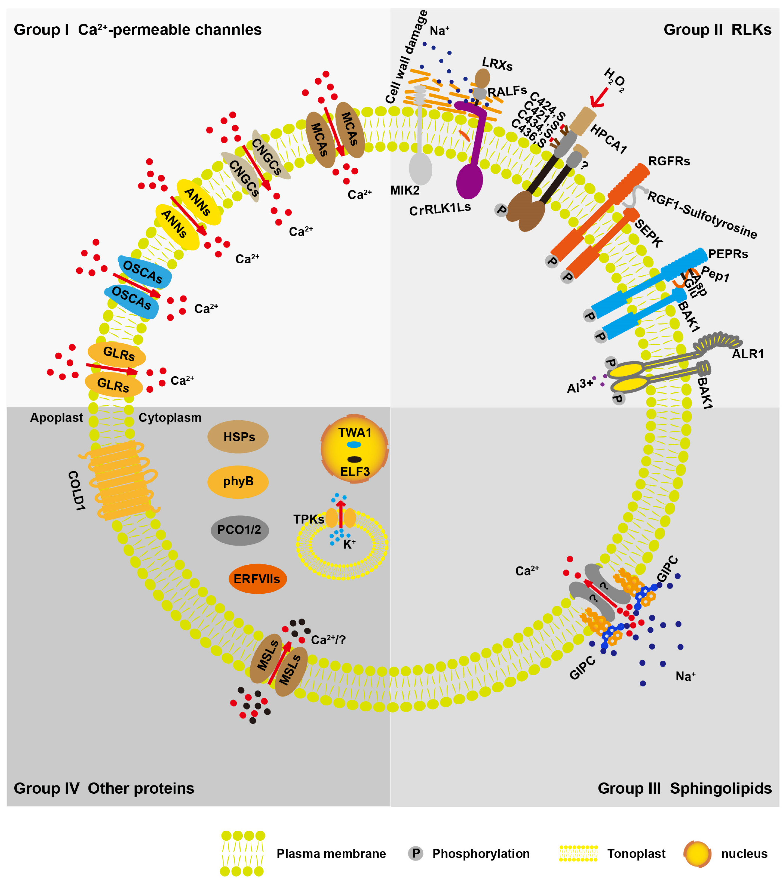 Plants 13 01907 g001
