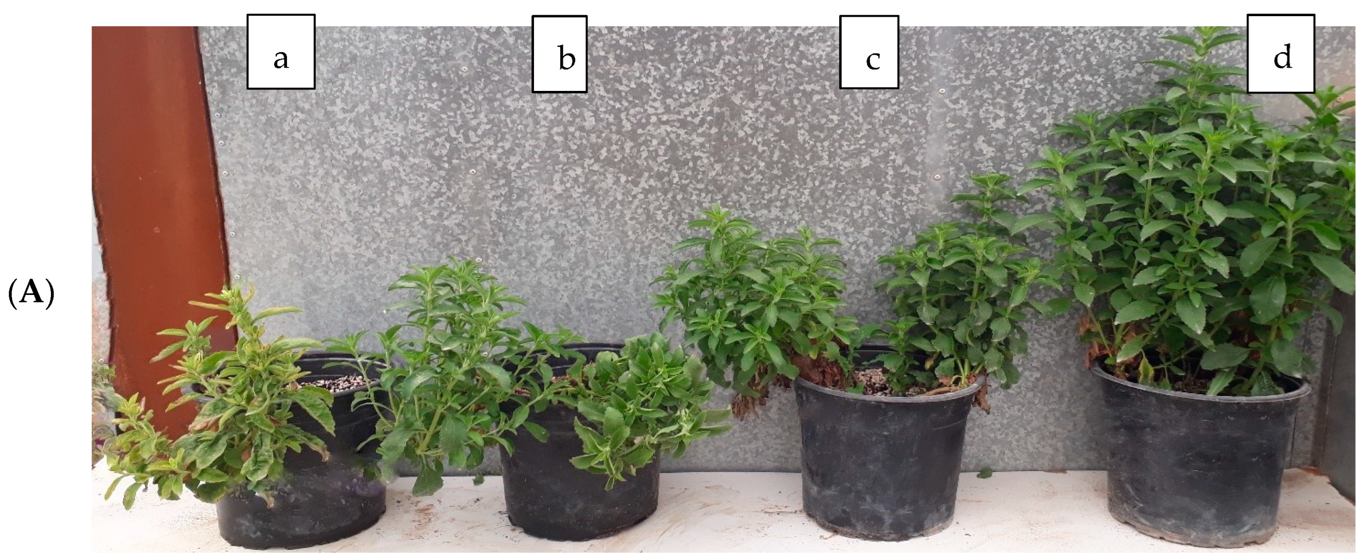 Plants 13 01909 g003a Plants 13 01909 g003a