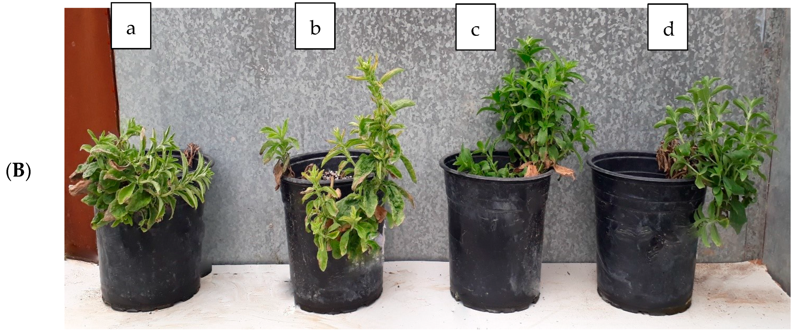 Plants 13 01909 g003b Plants 13 01909 g003b