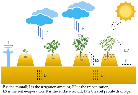 Exploring the Water–Soil–Crop Dynamic Process and Water Use