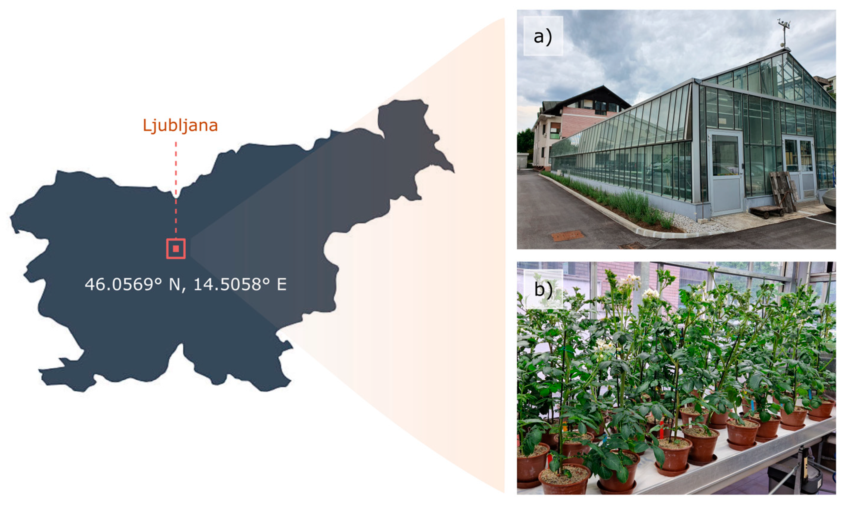 Plants 13 01918 g001