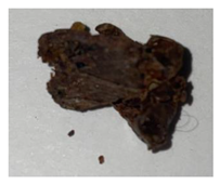 Plants 13 01919 i003