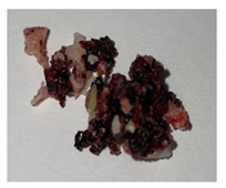 Plants 13 01919 i005